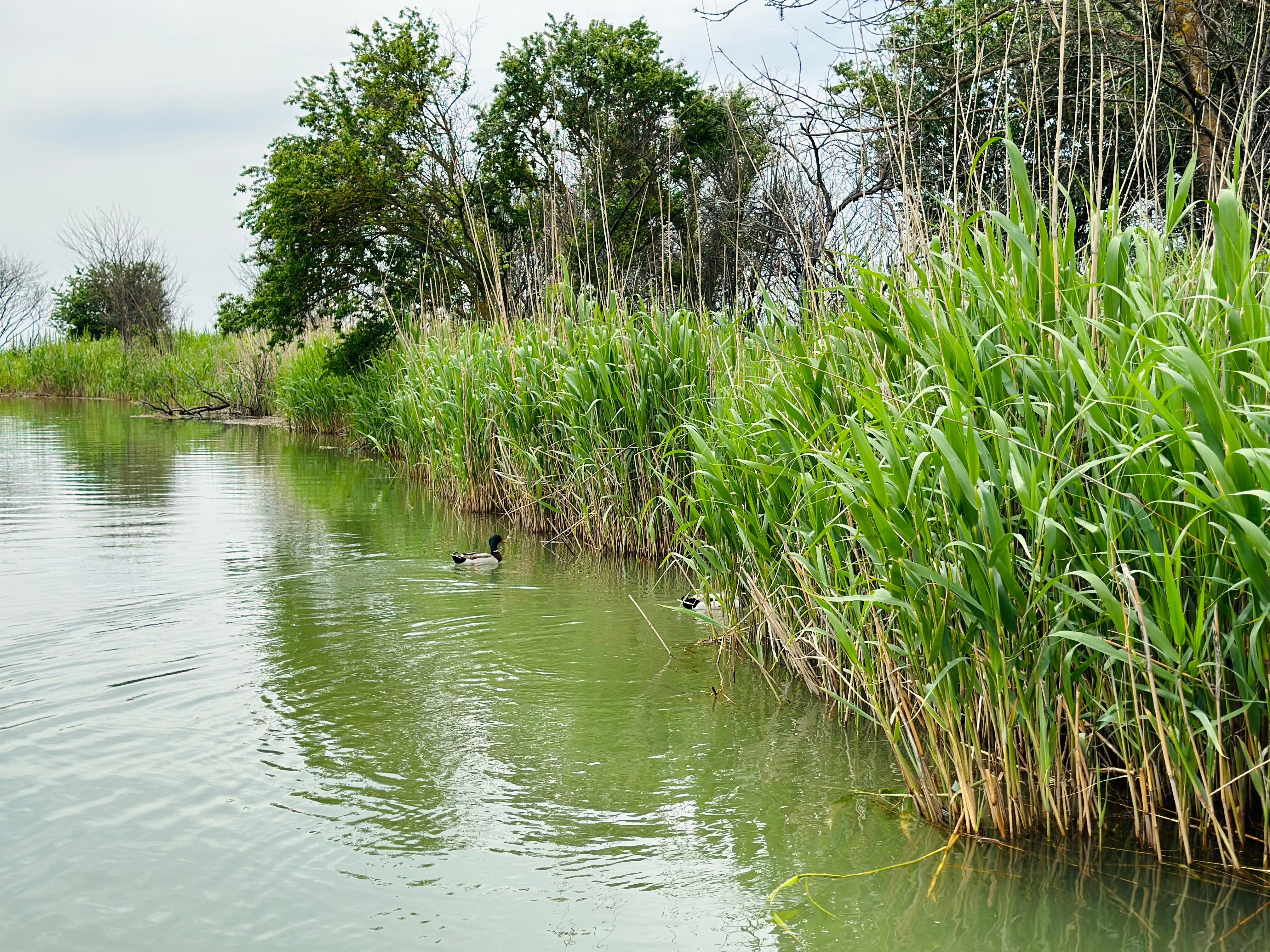 Фото Ясенская коса — Азовская краса