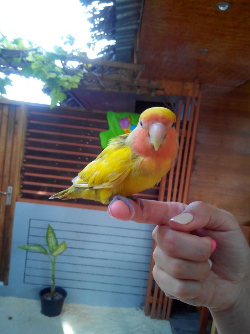 Фото Maafushi View