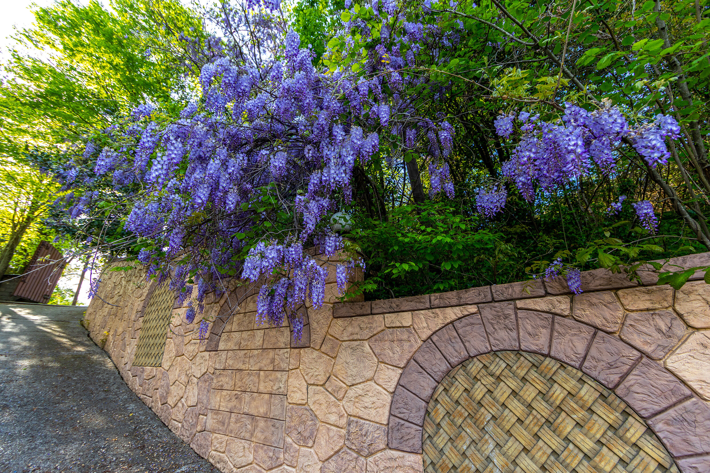 Фото Роз Мари