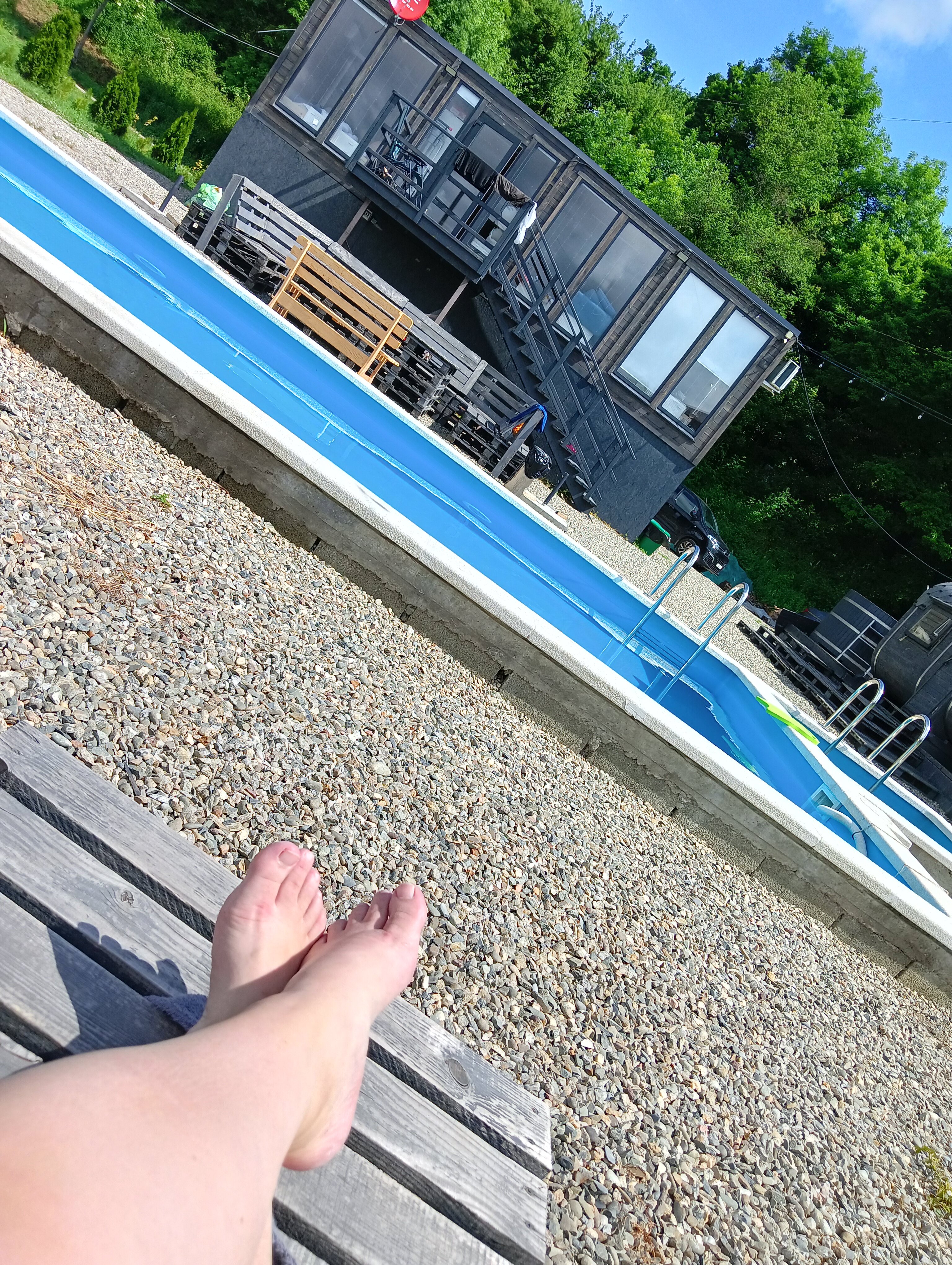 Фото Павлония