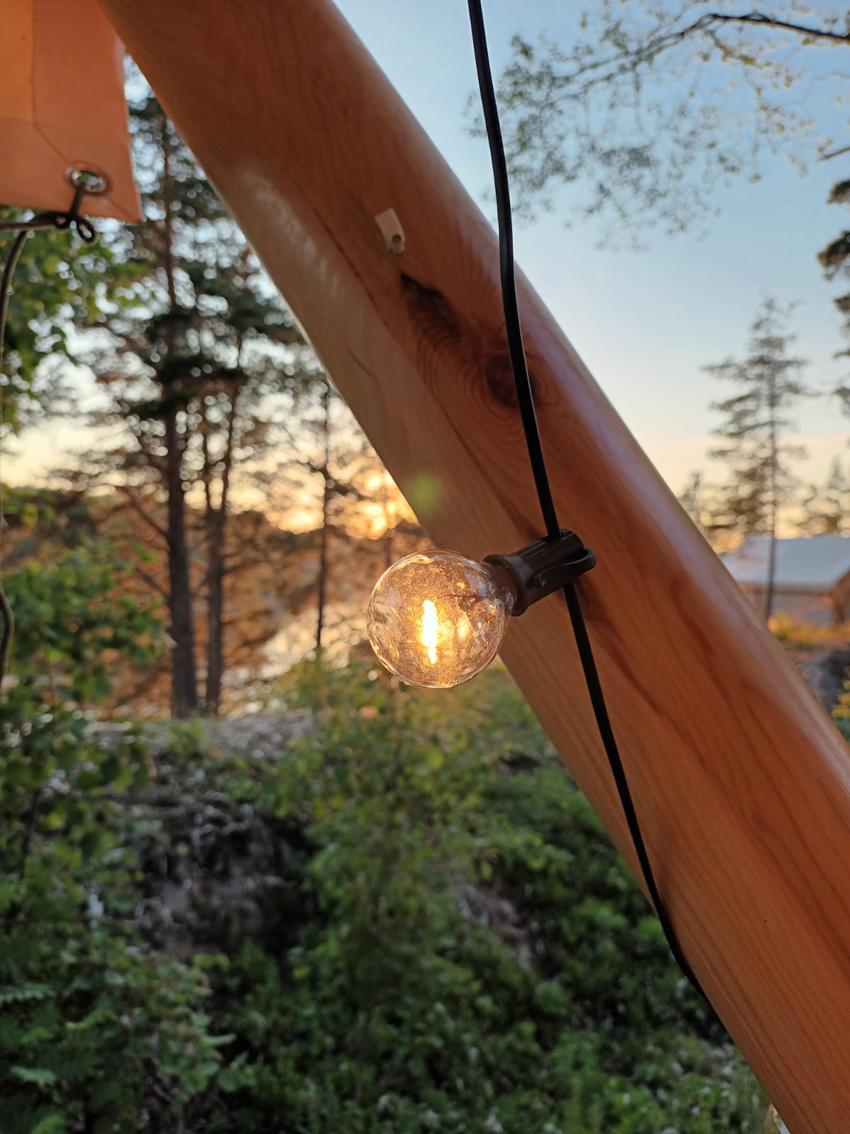 Фото Смородина