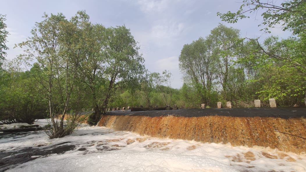 Фото Лаванда