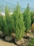 Favn (Leningrad Region, Vsevolozhckiy DIstrict, Bugrovskoye gorodskoye poseleniye, derevnya Poroshkino, KAD, 117-y kilometr, vneshneye koltso), vivero de plantas