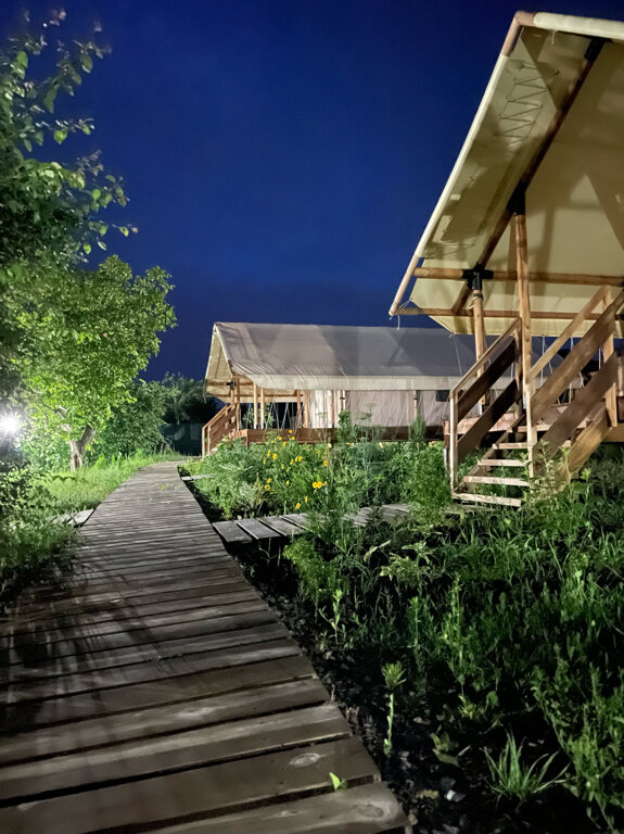 Фото Стрижи