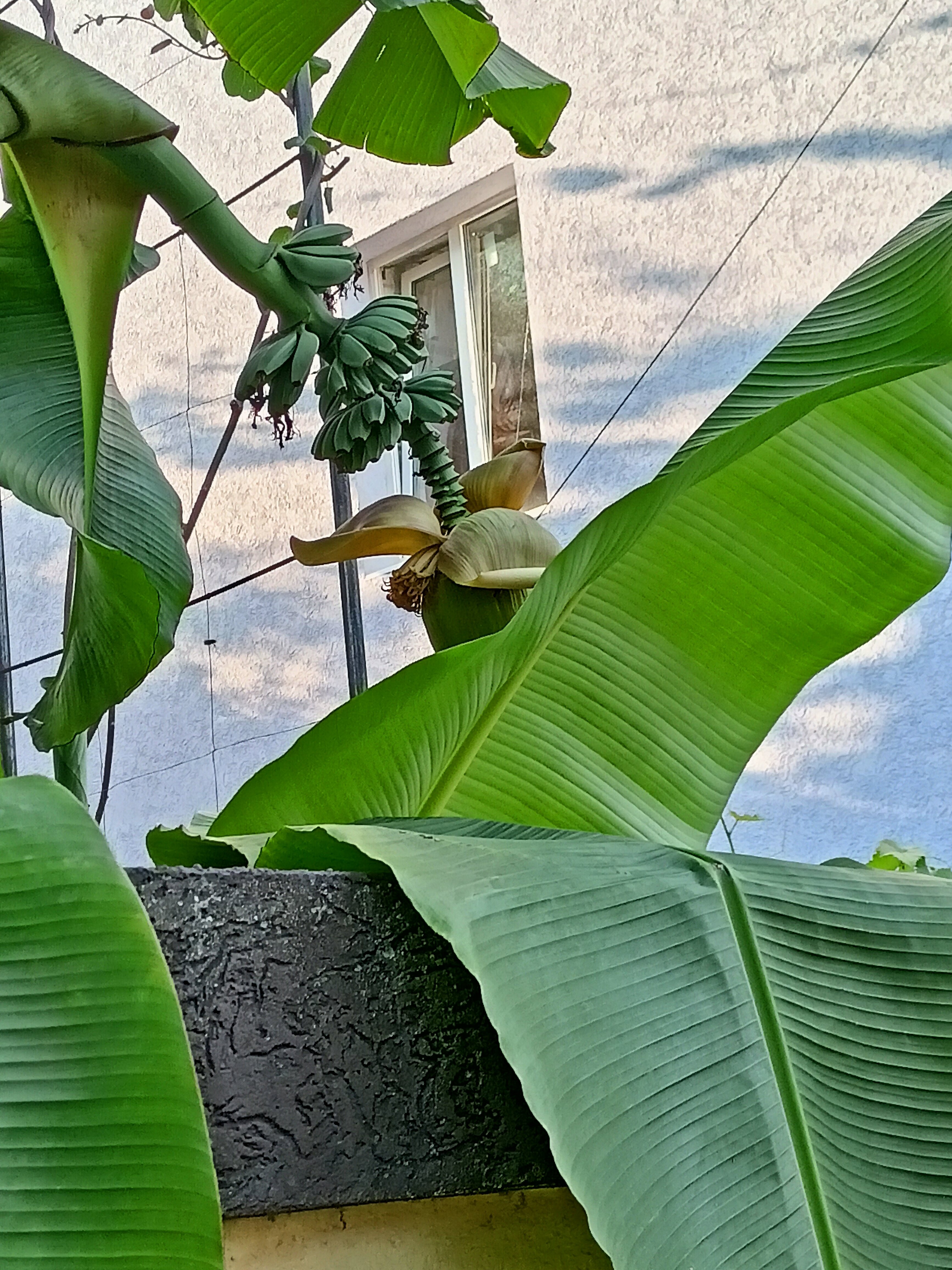 Фото Гиацинт