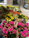 Цветы для вас (Karpinskogo Street, 53А), floristeria