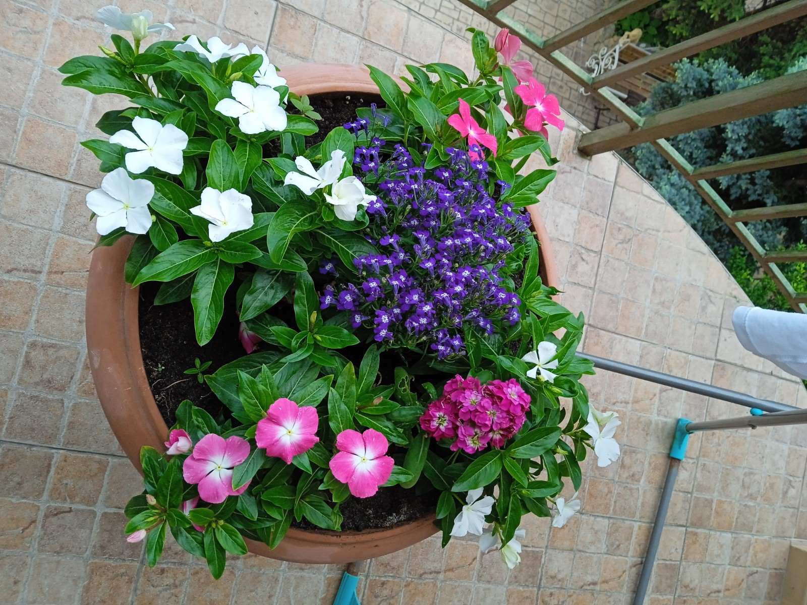 Фото Костас