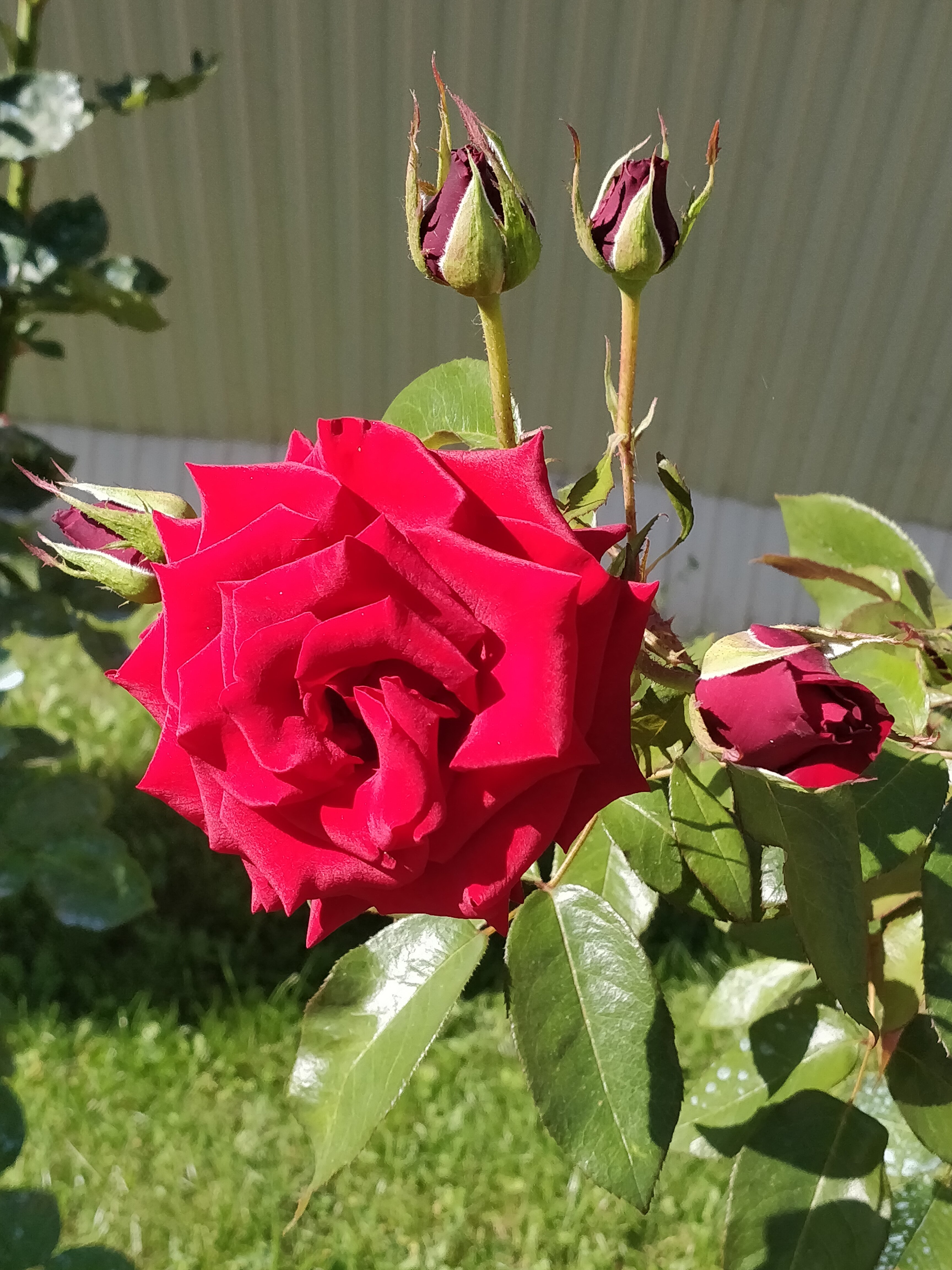 Фото Фламинго