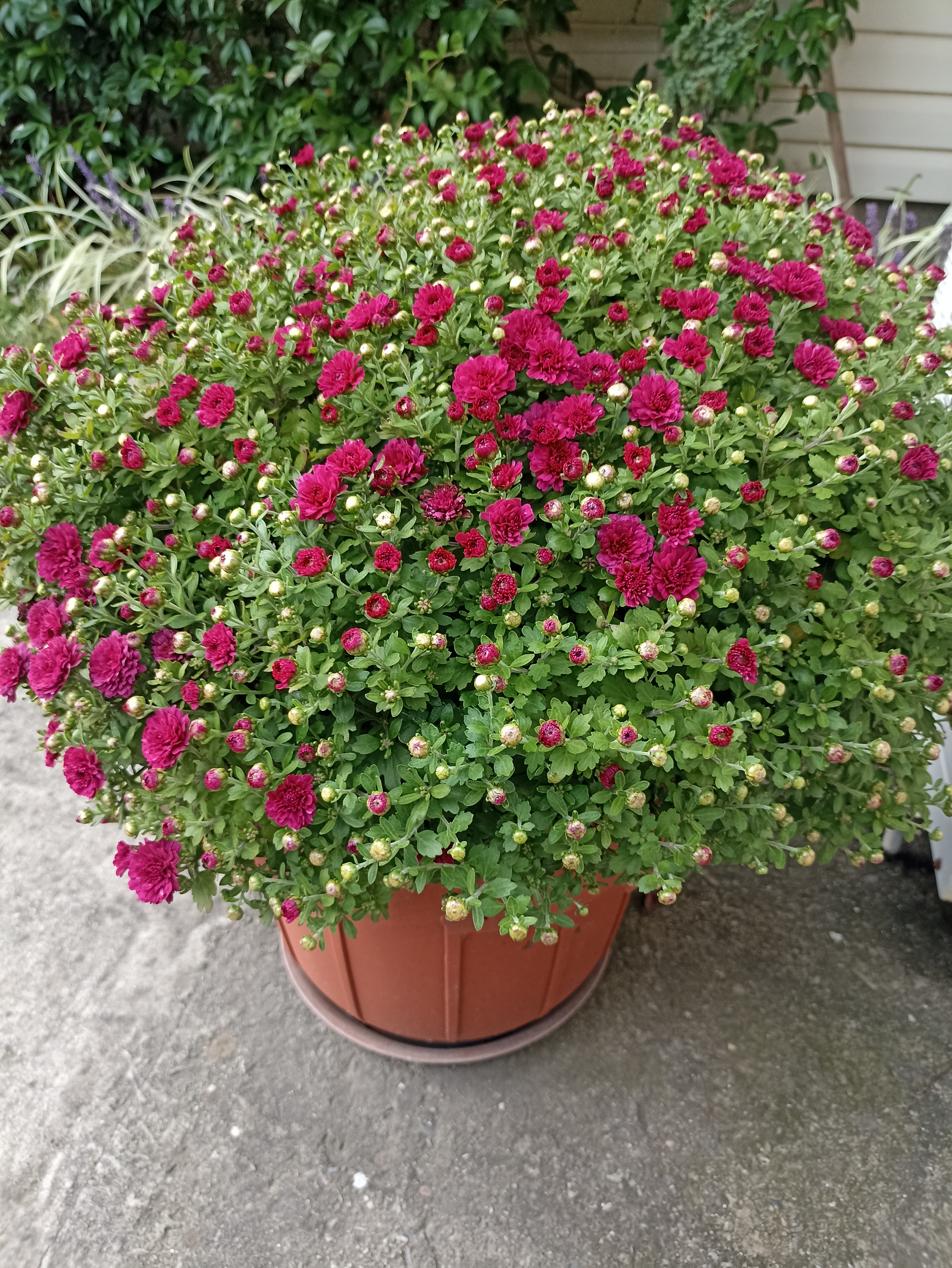 Фото Золотой огонек