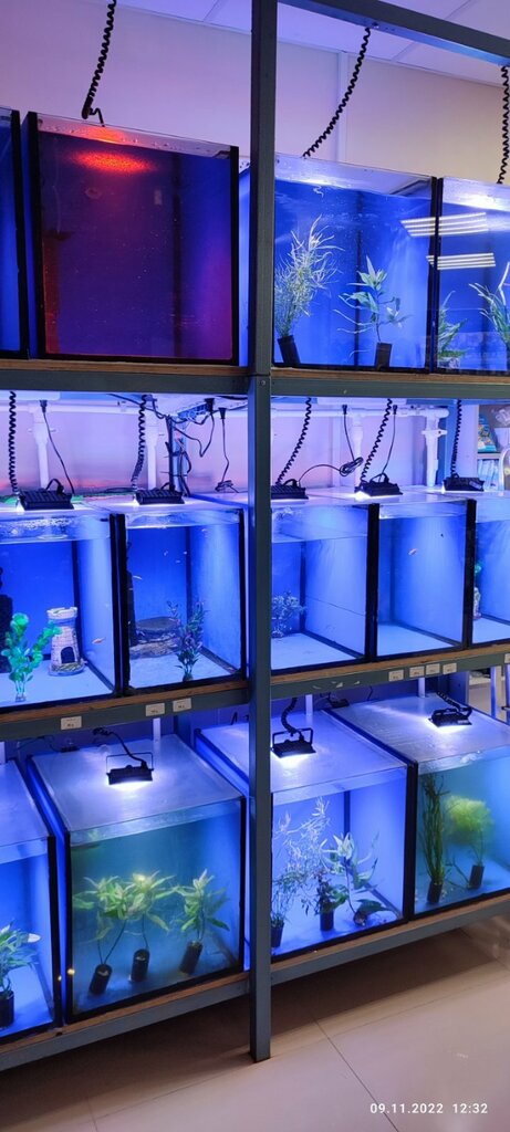 Pet shop Zookom, Sevastopol, photo