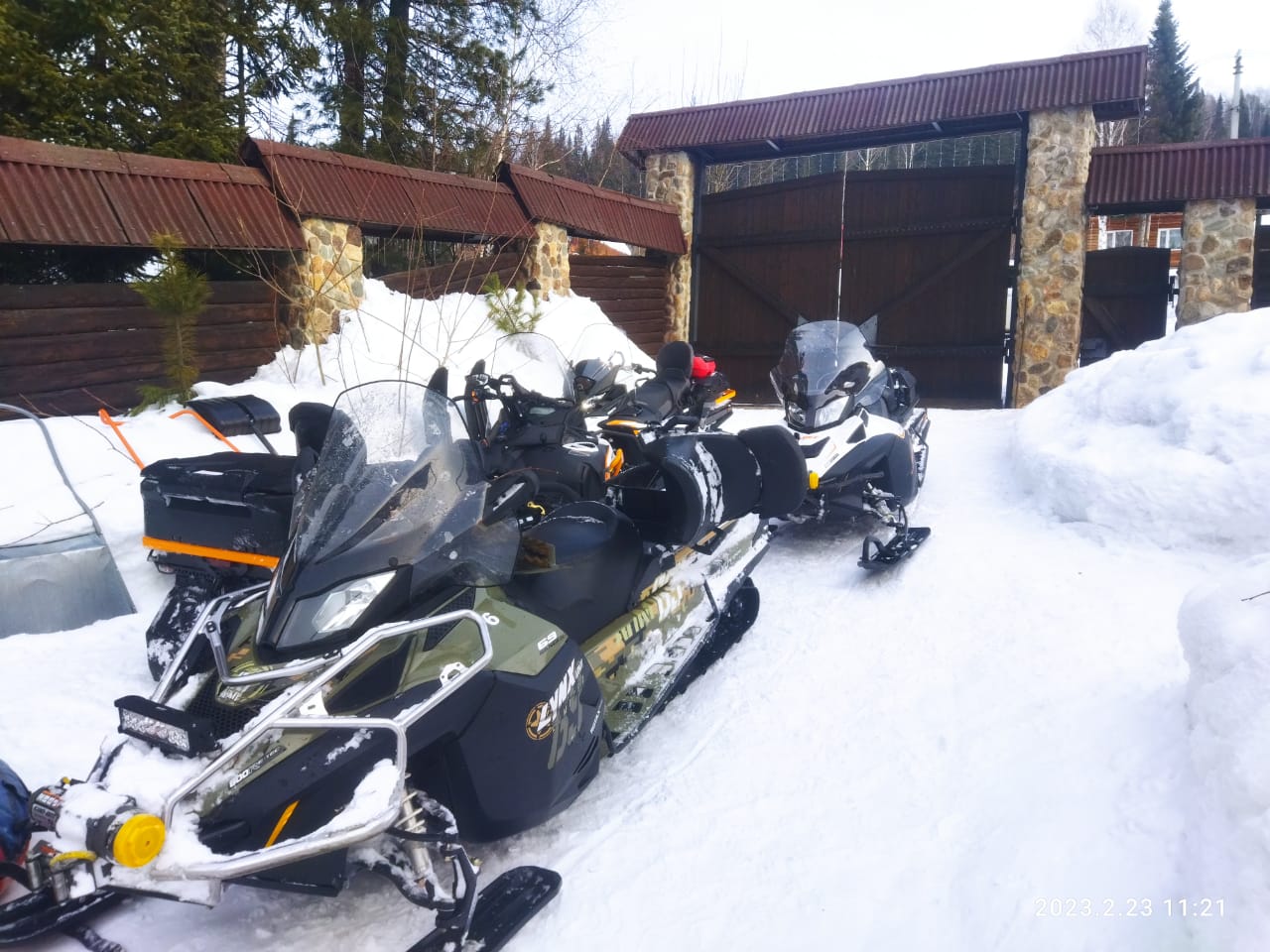 Фото Золотая сова