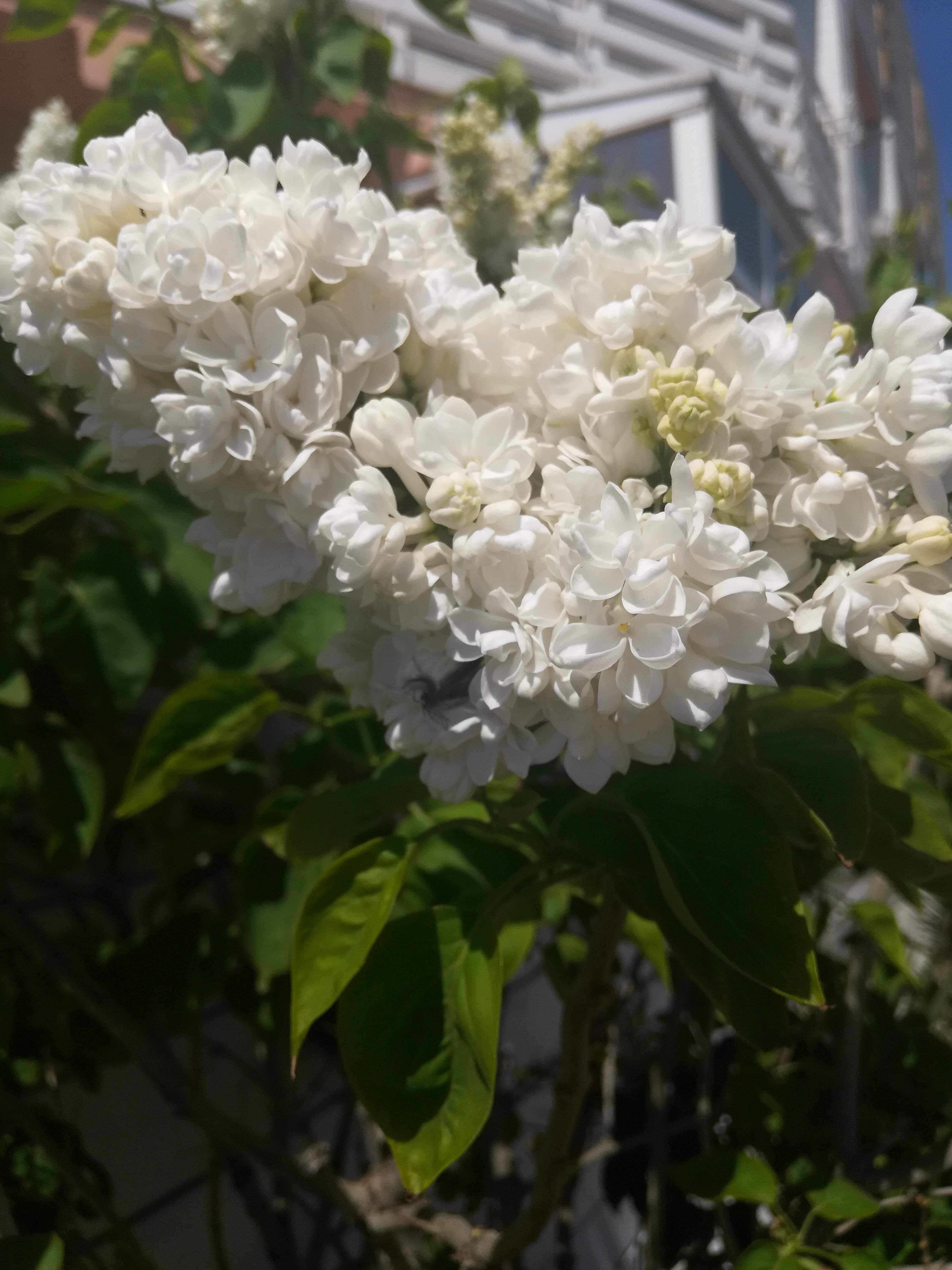 Фото Утёсов