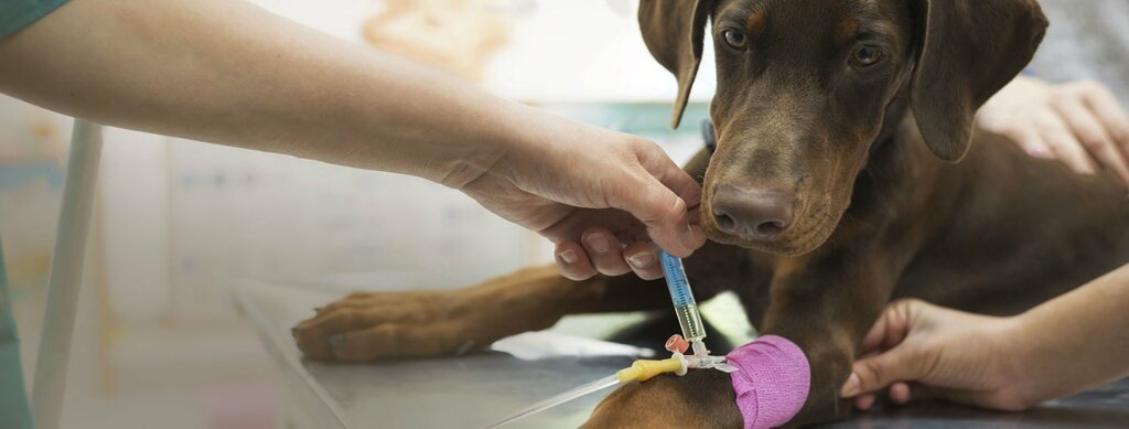 Veterinary clinic Petzone Veterinary Clinic, Dubai, photo