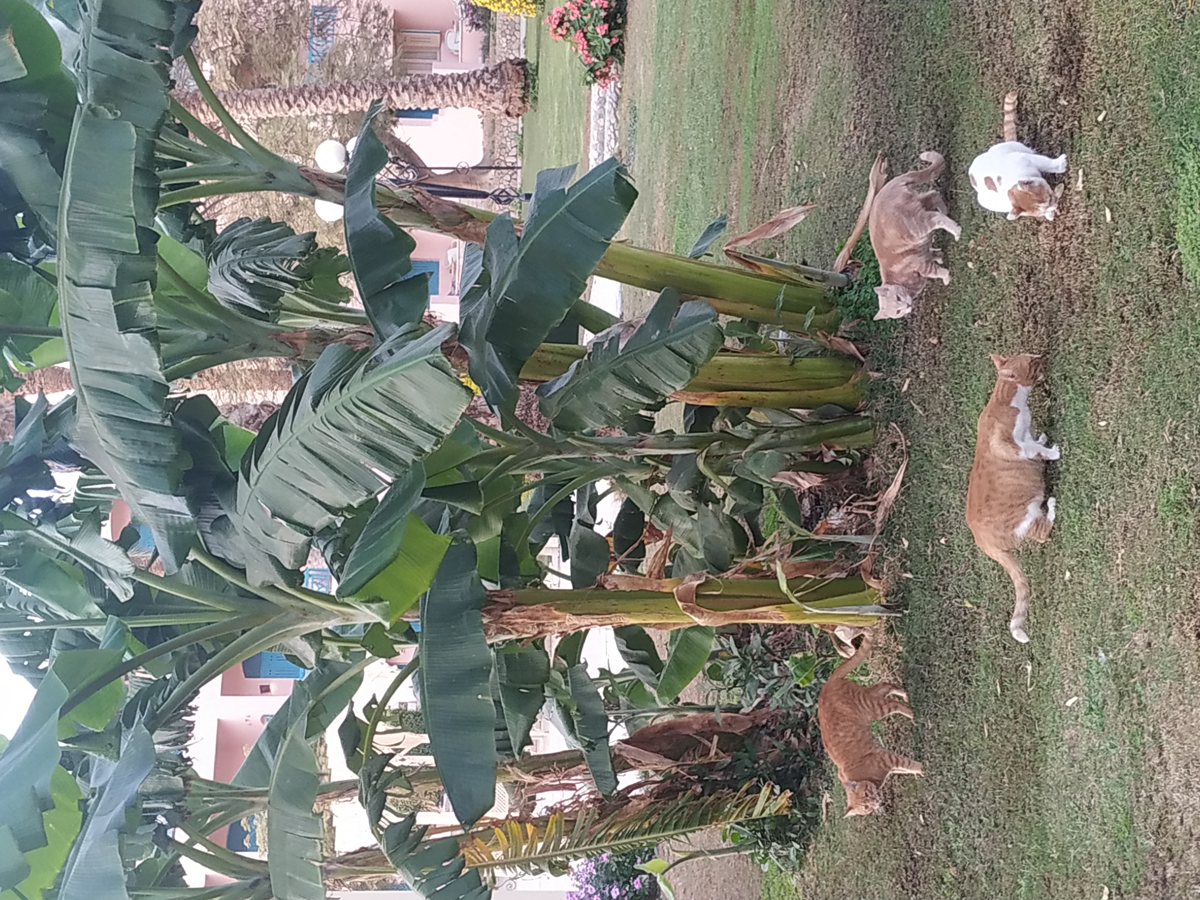 Фото Le Pacha Resort