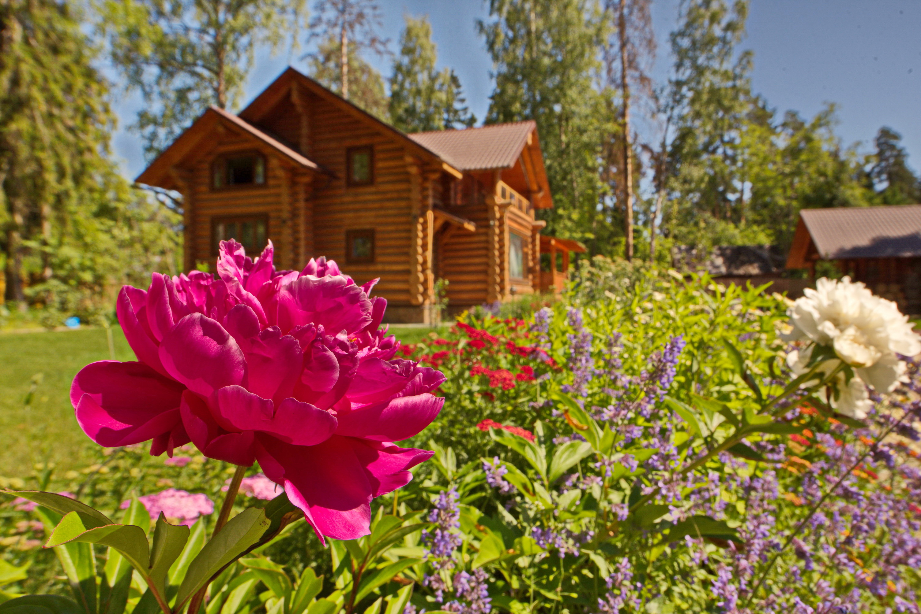 Фото Вырицкий мамонт