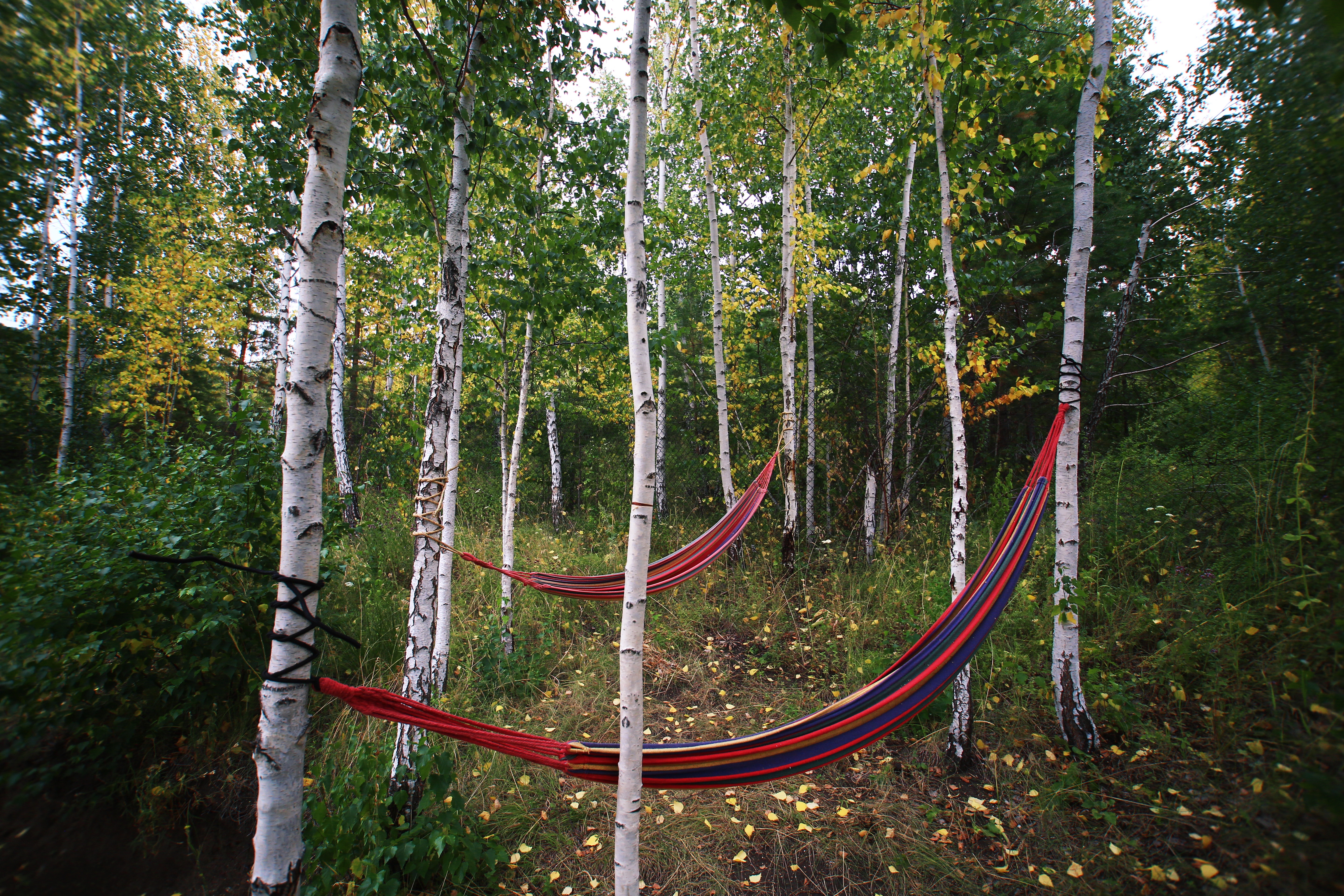 Фото Дикая Вишня