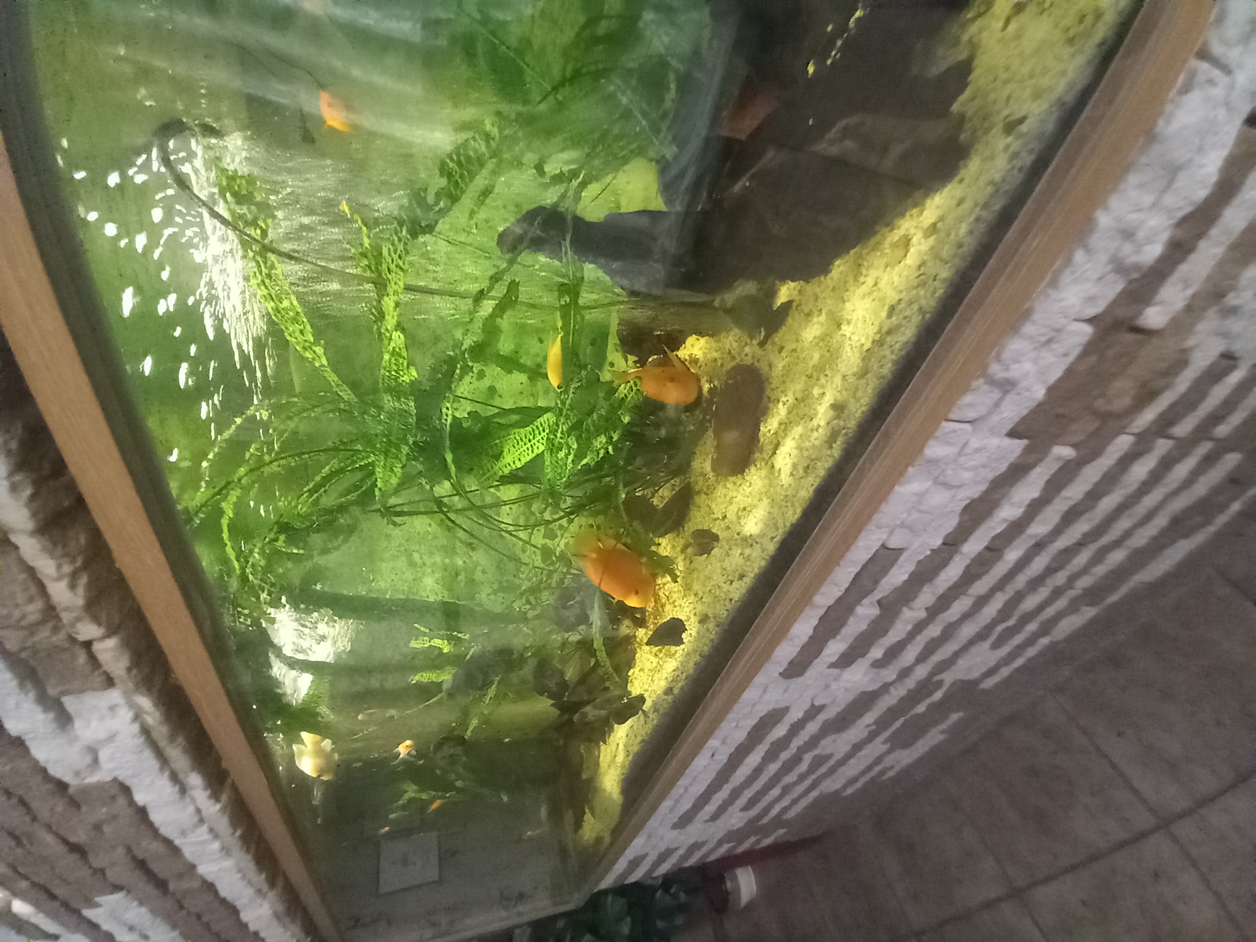 Фото Аравана