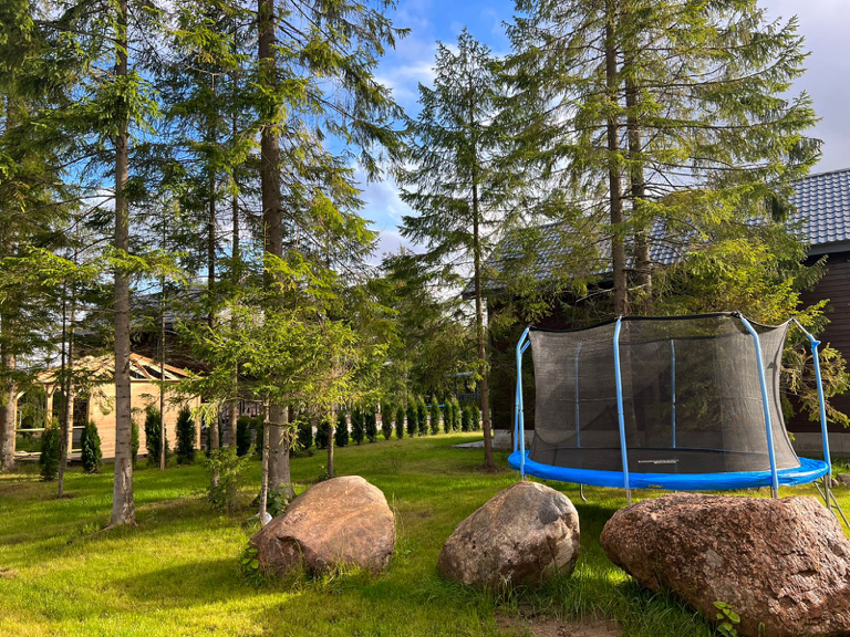 Фото Лесная Сова