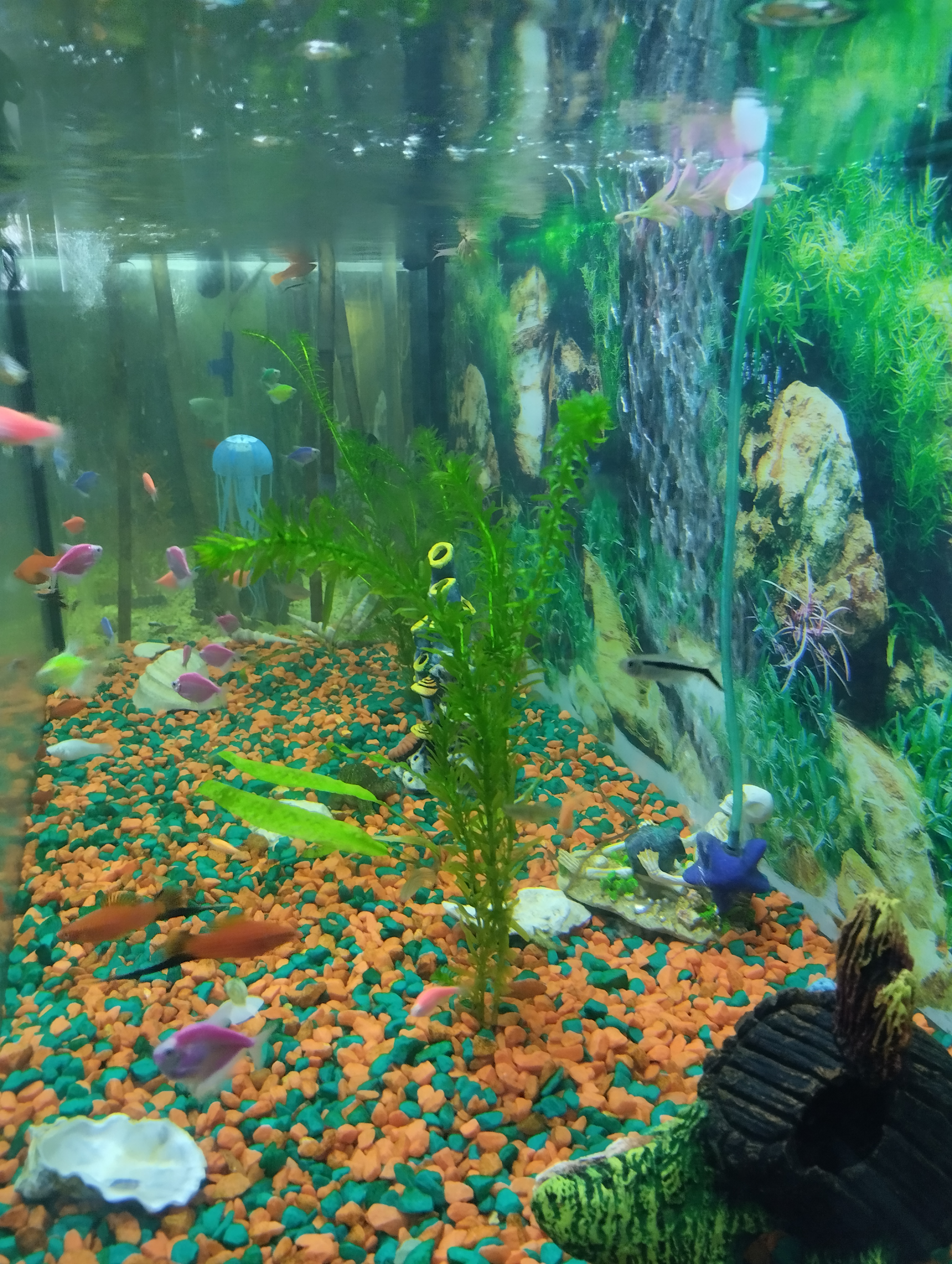 Фото Мирабель