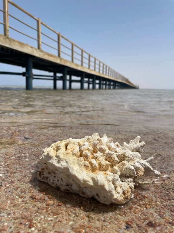 Фото Steigenberger Alcazar