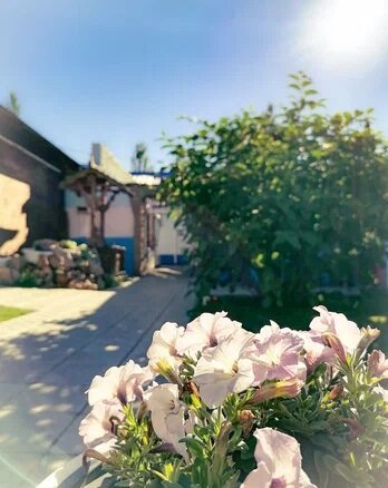 Фото Лазурное Яровое