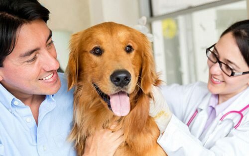 Veterinary clinic Pet Point Veterinary Clinic, Dubai, photo