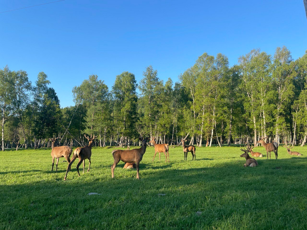 Фото Шебалинский питомник Королевский марал