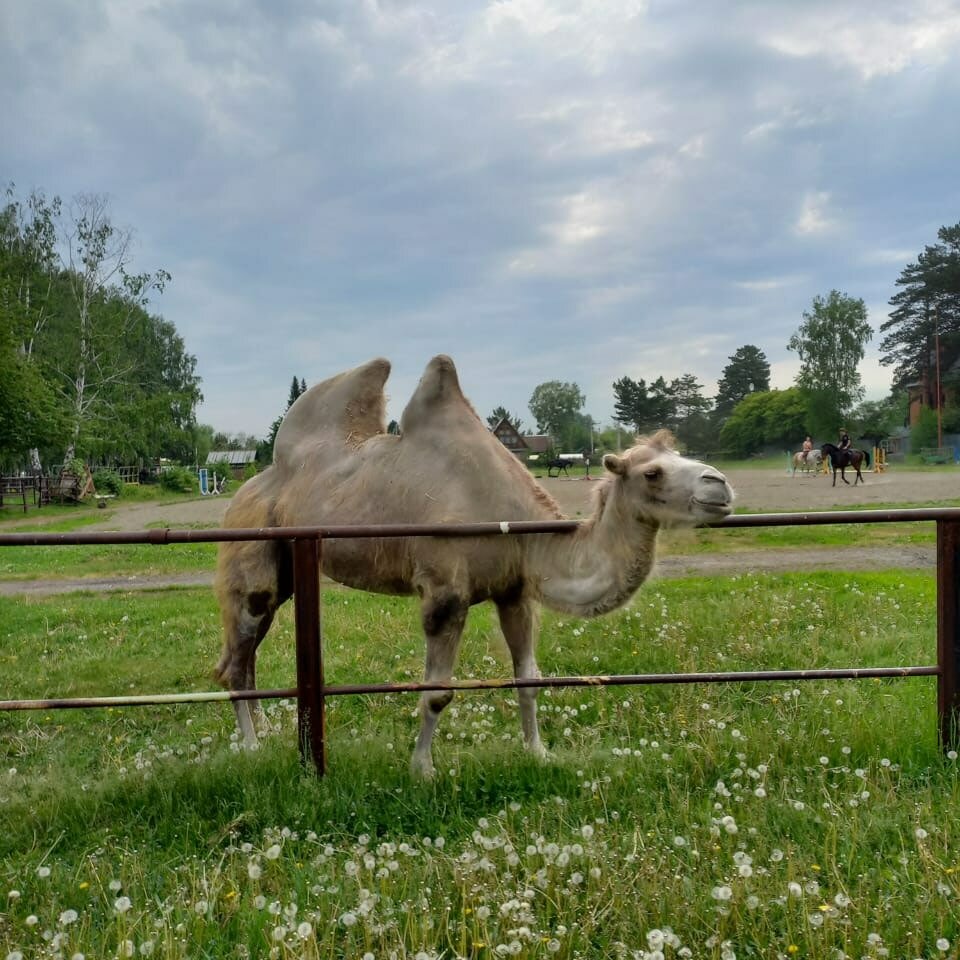 Фото Лесная сказка