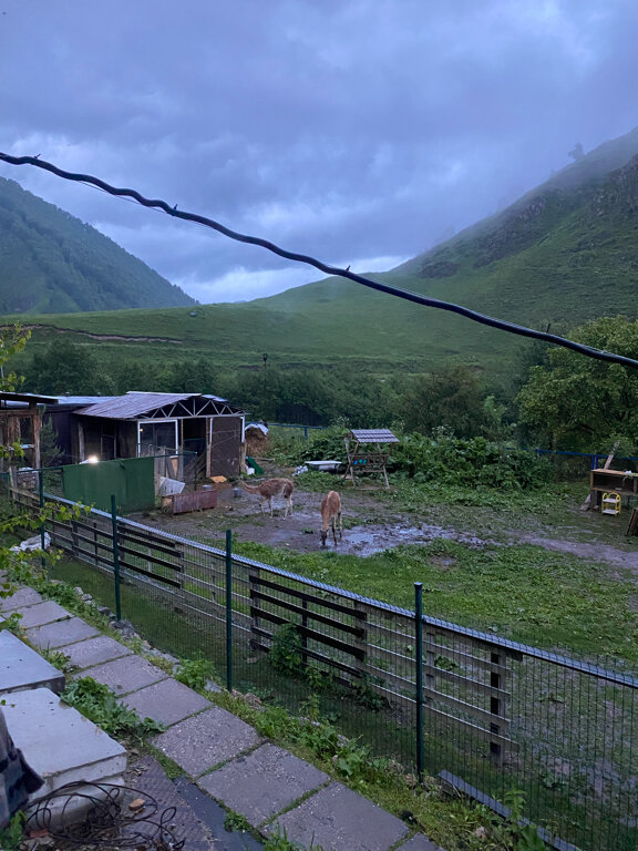 Фото Альпака