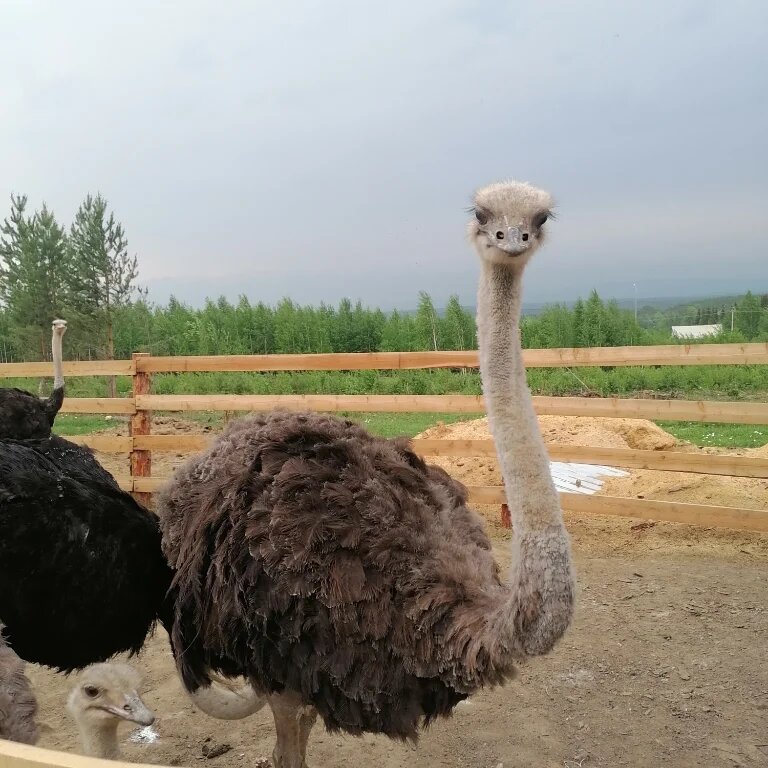 Hayvonlar fermasi Эму, , foto