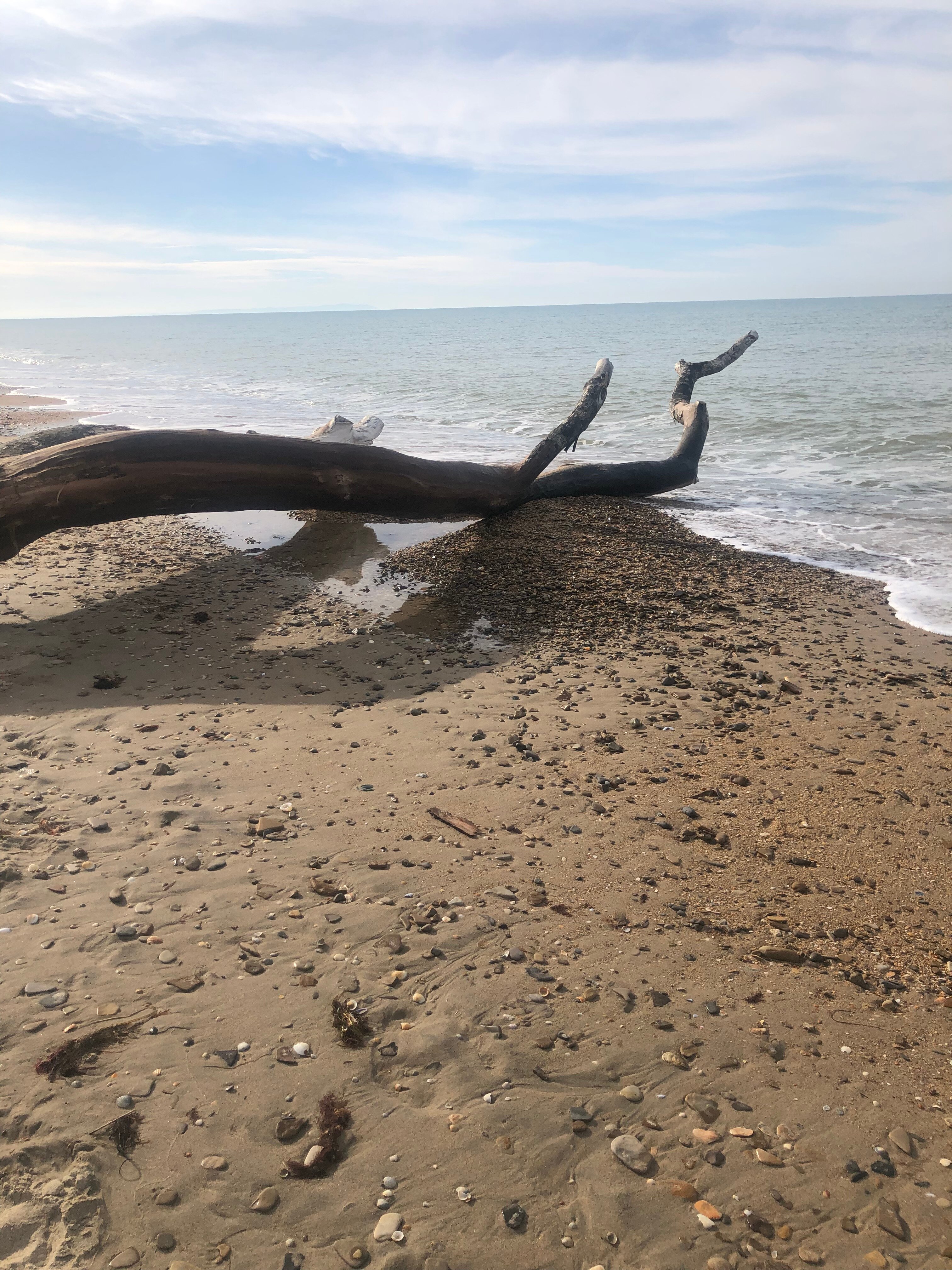 Фото Роза ветров