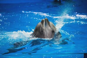 Oceanario Oceanarium, , foto