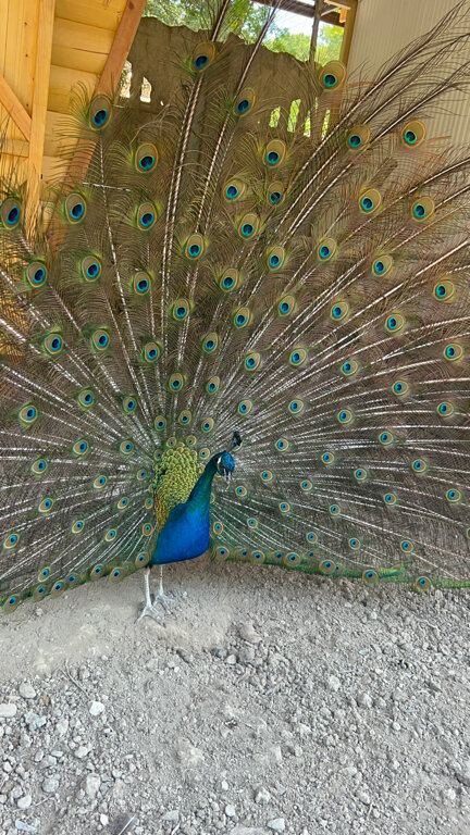 Фото Ромашка