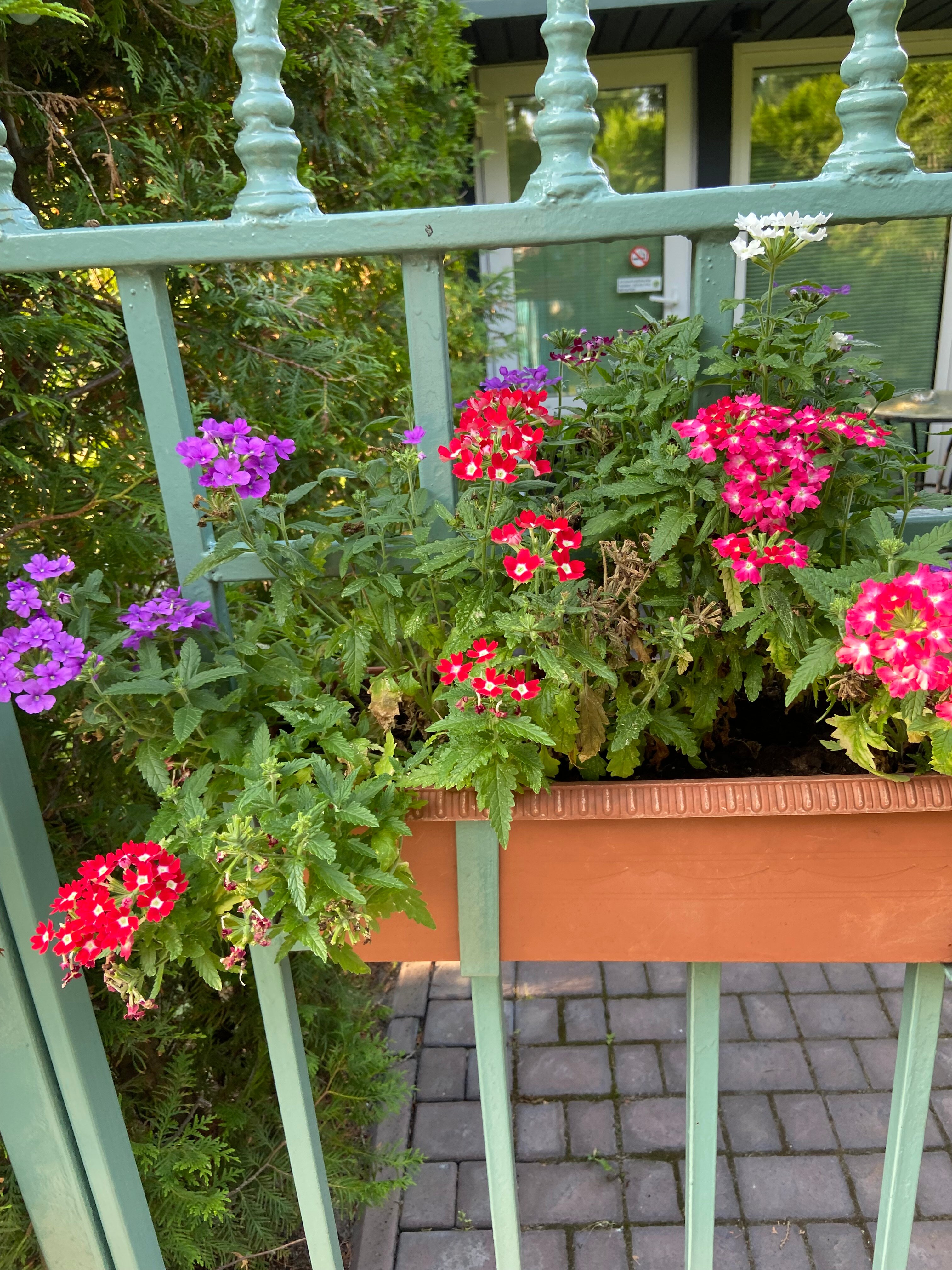 Фото Сытый Ежик