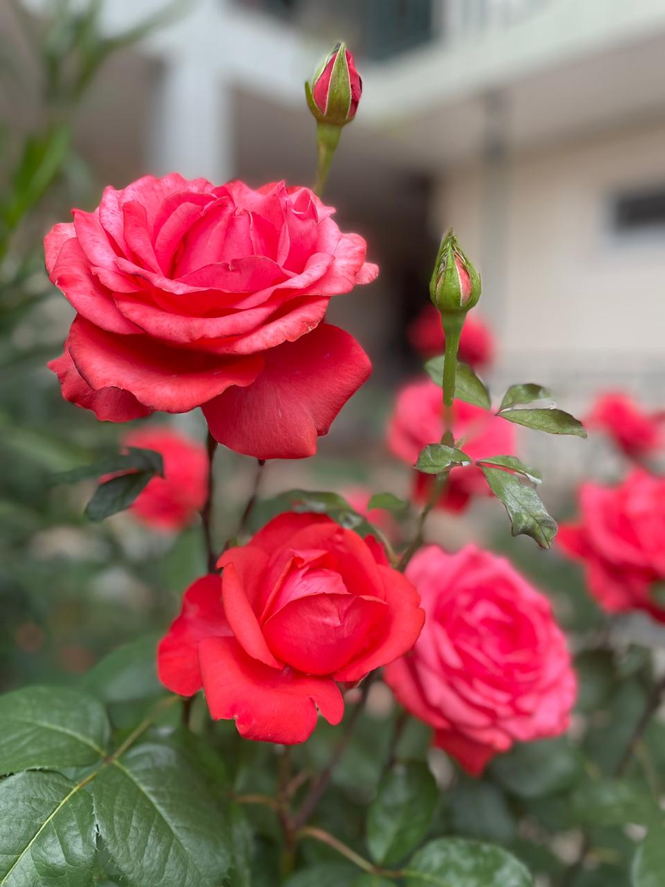 Фото Вилла Терраса