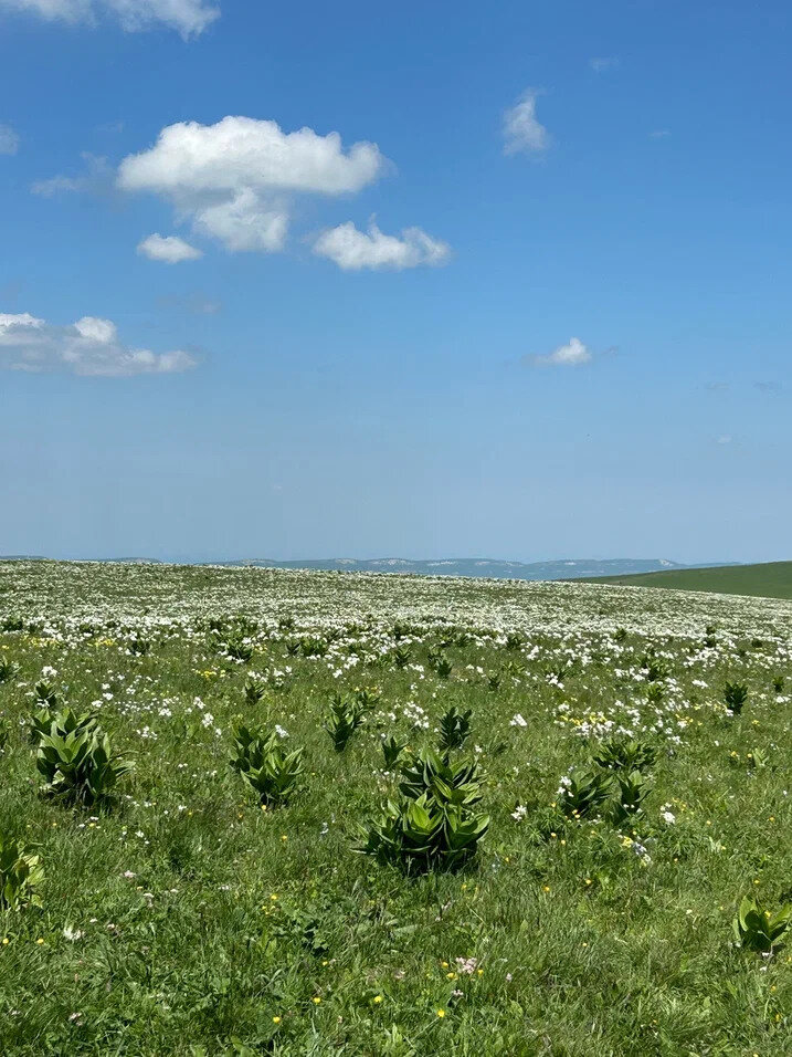 Фото Медовые Холмы