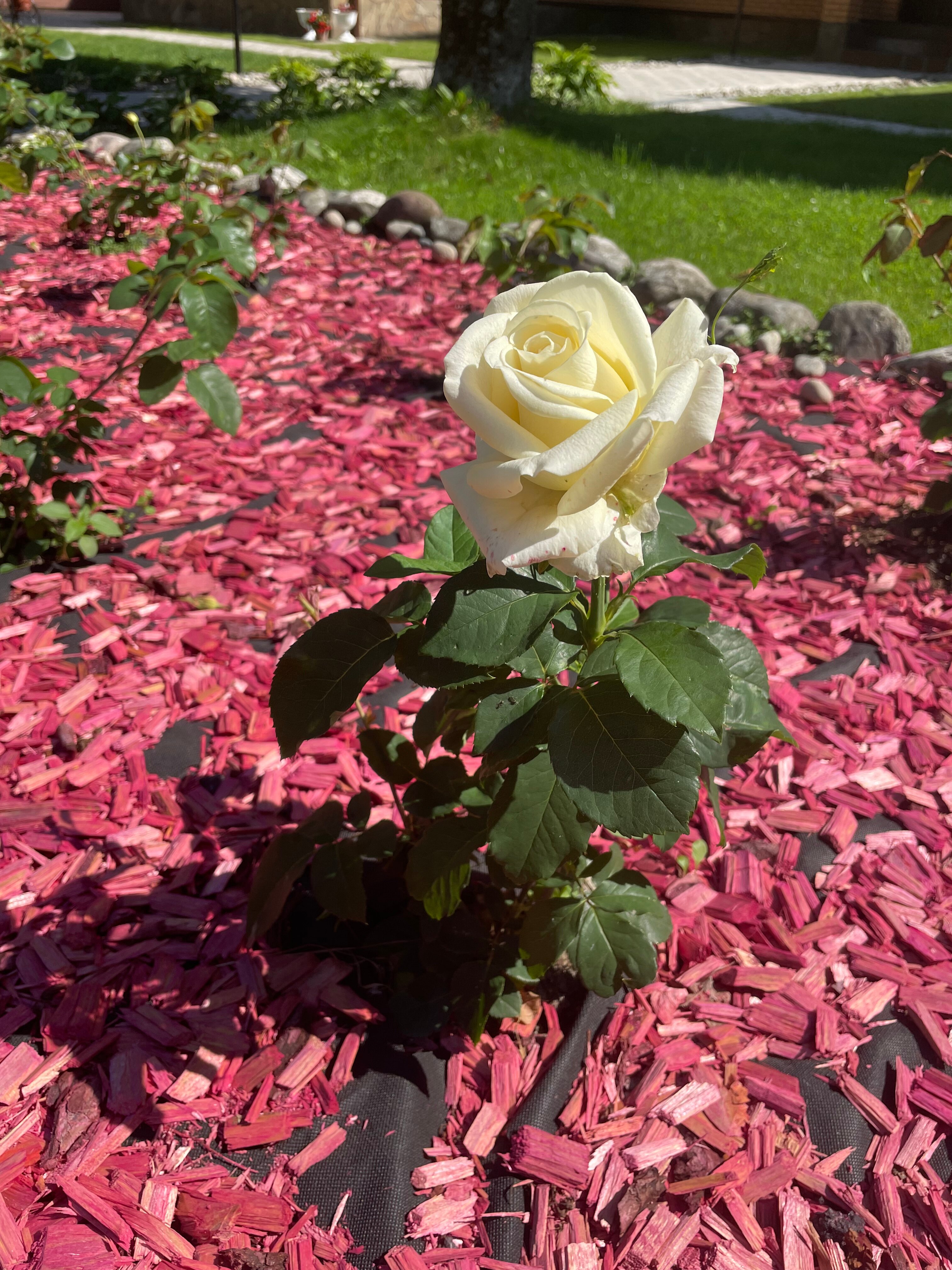 Фото Ле Ман