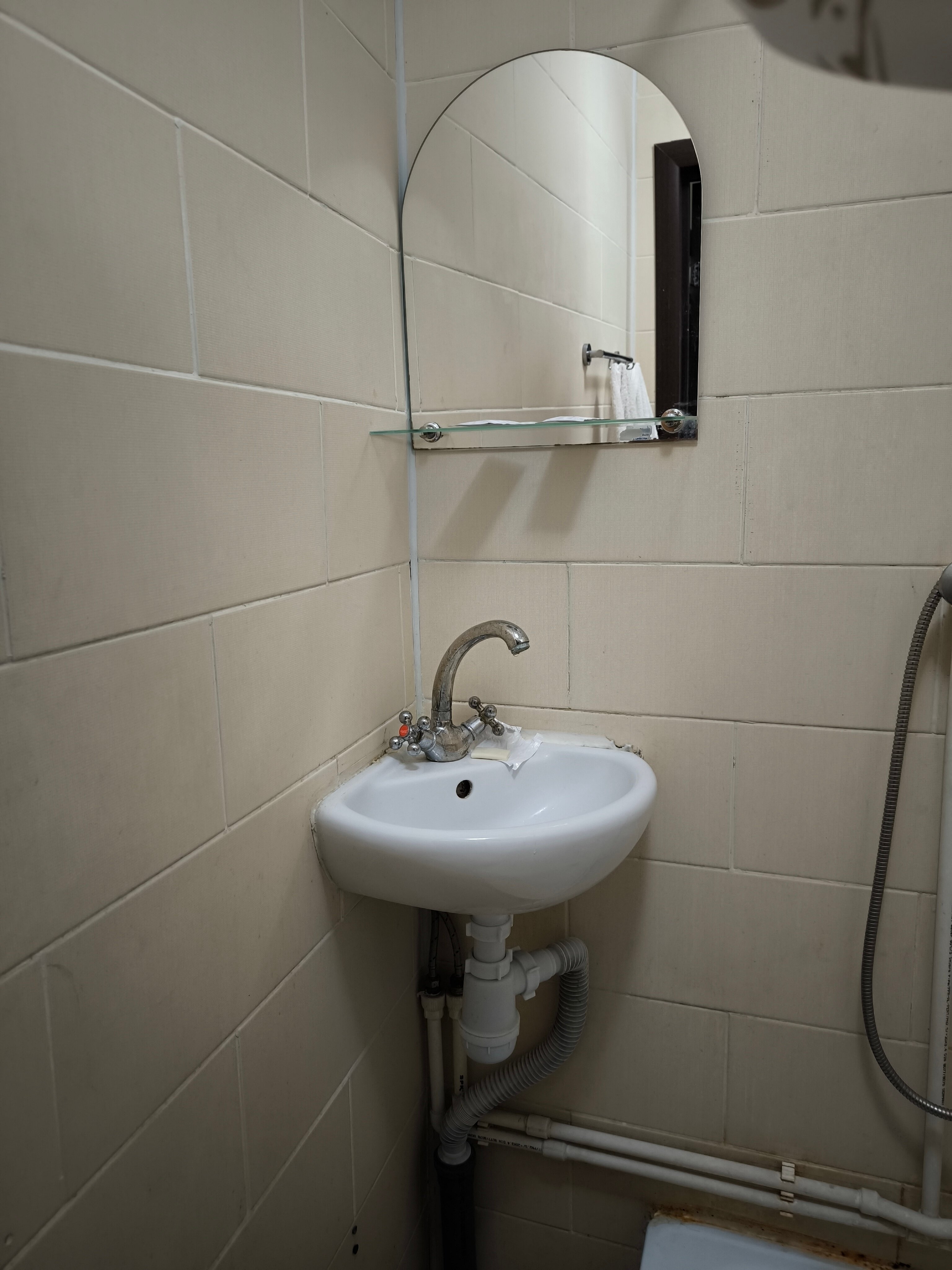 Фото Базилик