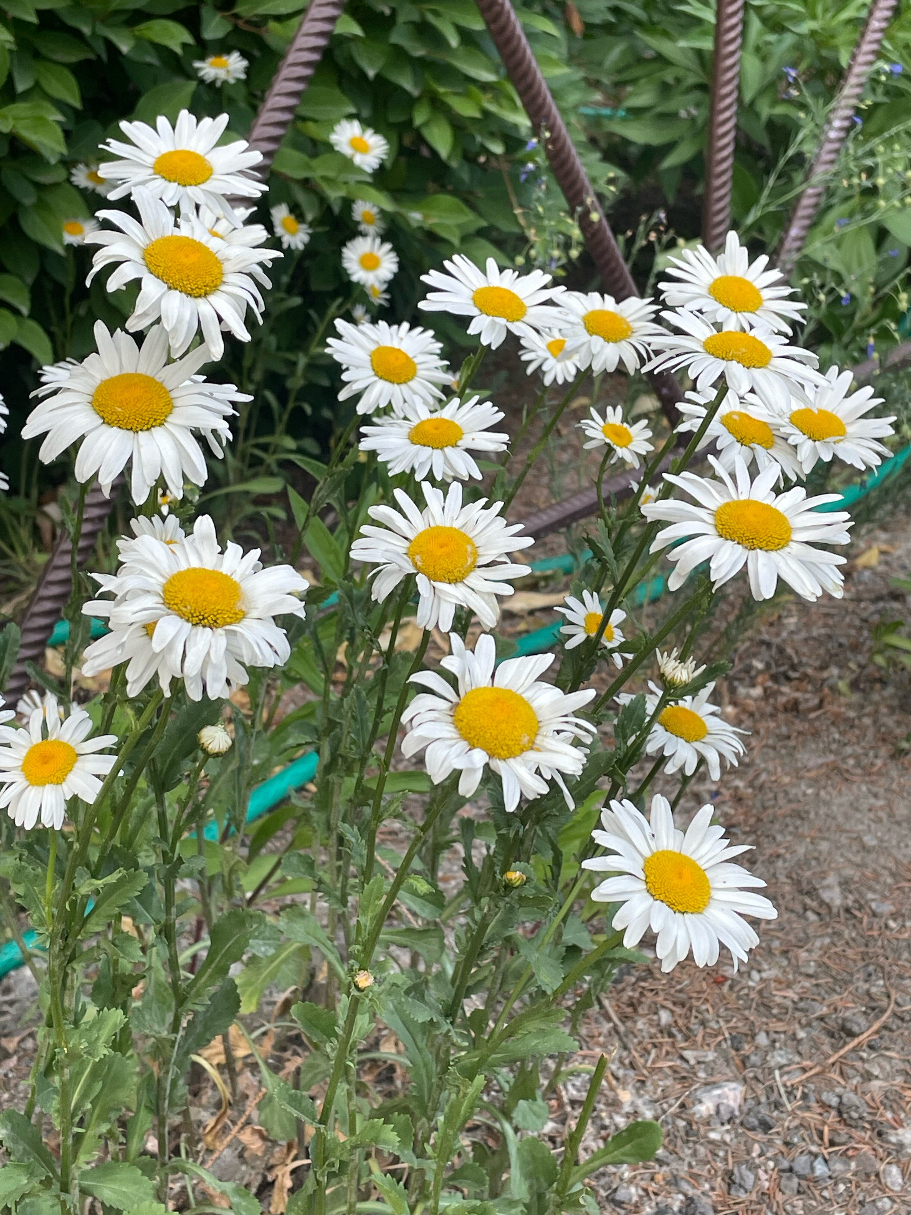 Фото Красный Подсолнух