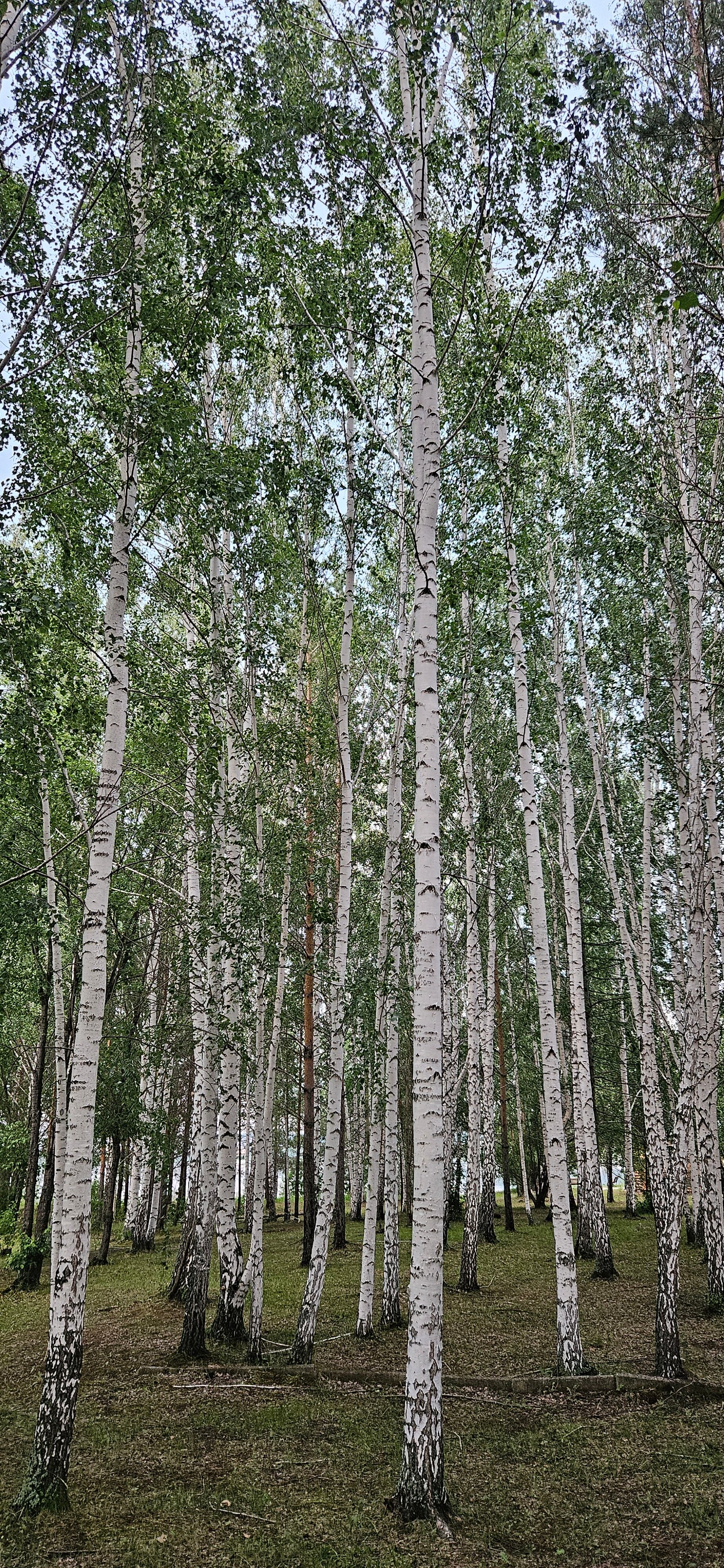 Фото Трубник