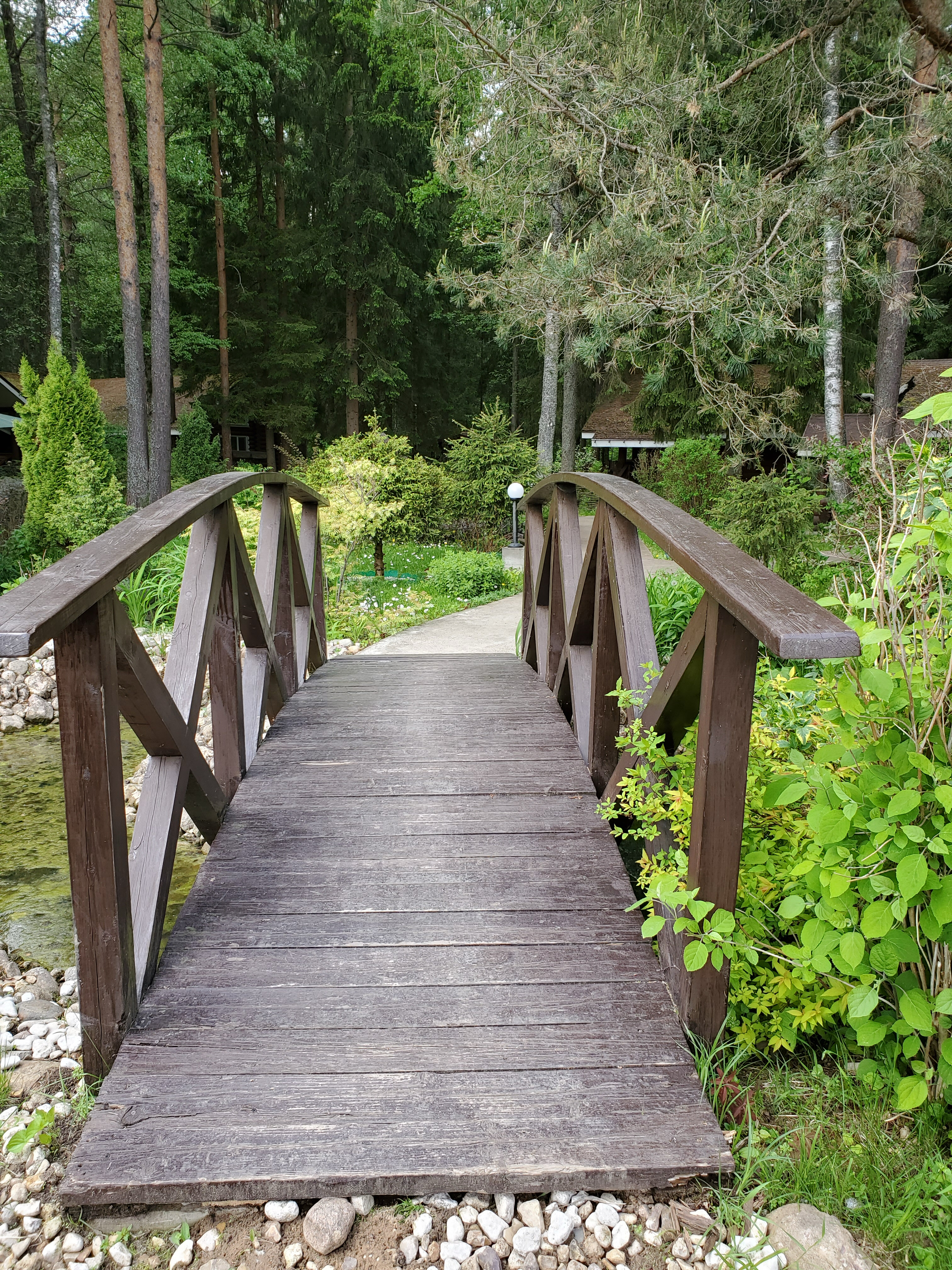 Фото Green forest