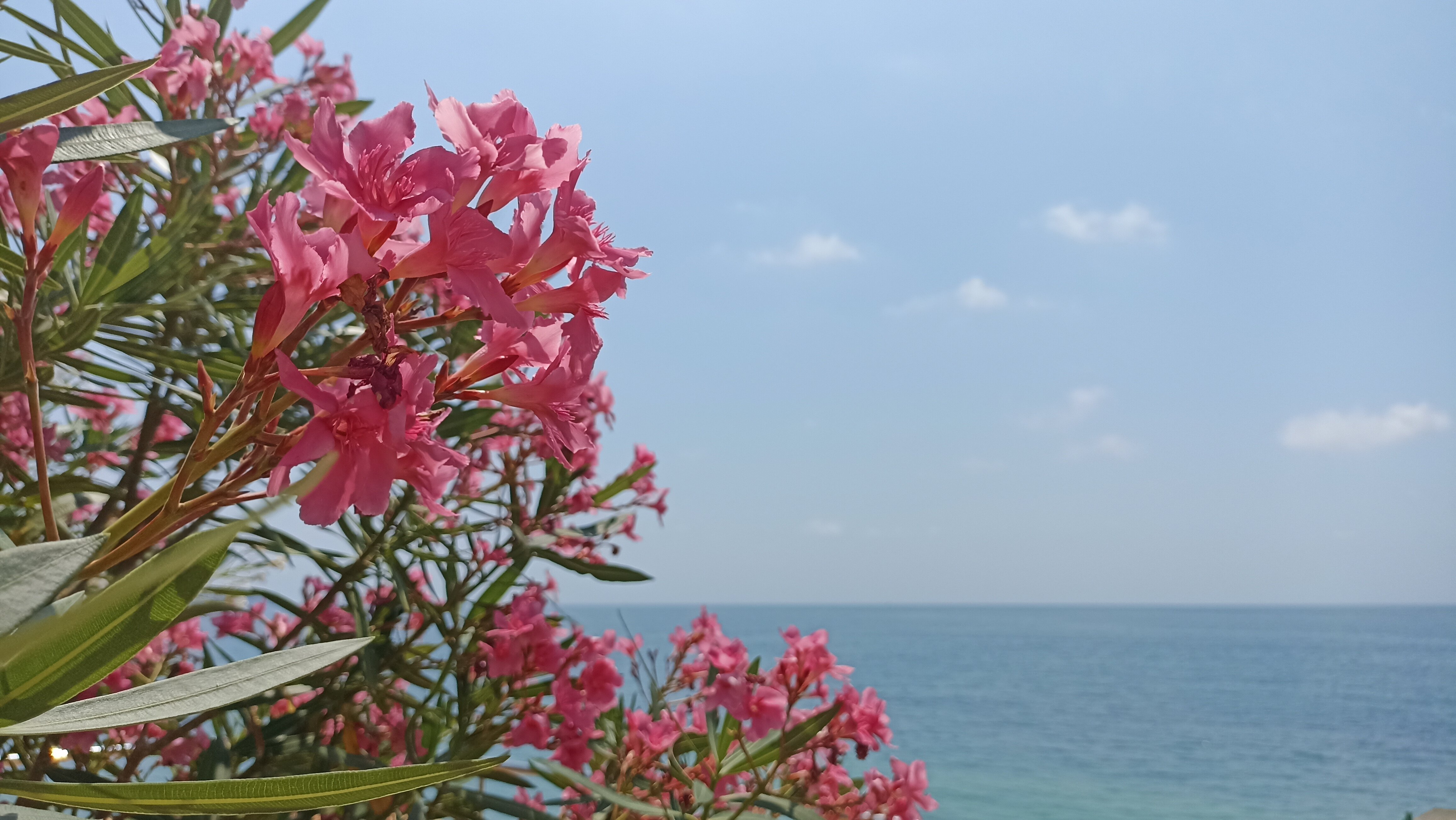 Фото Алая Роза