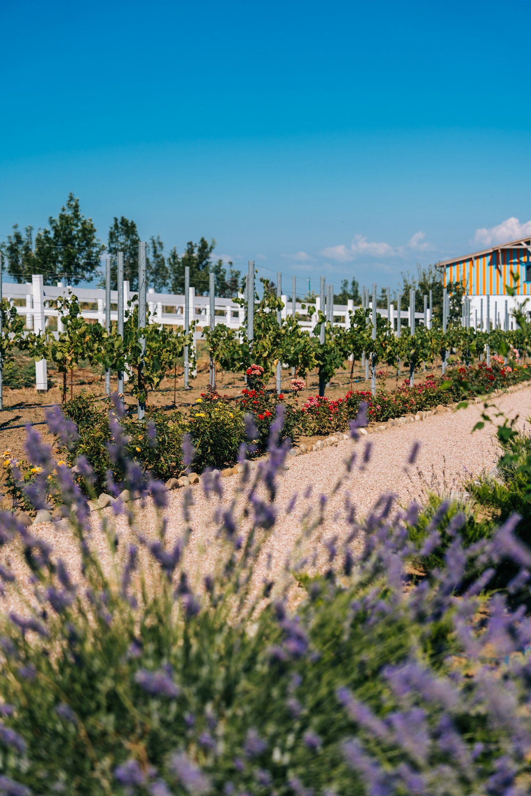 Фото Villa Romanov Wine Club & SPA