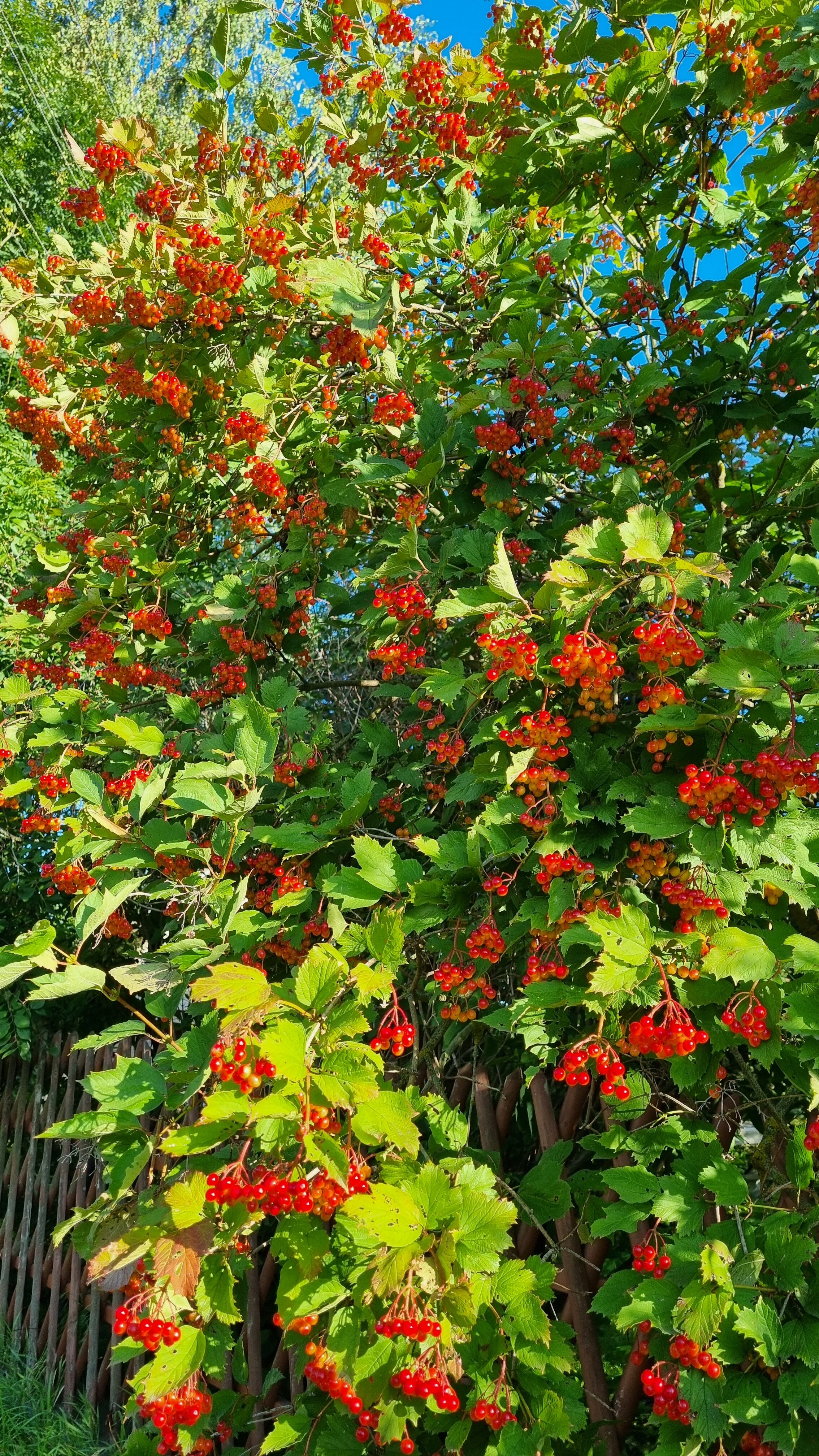 Фото Чернавинодом9