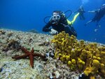 Didim Milet Diving Center (Aydın, Didim, Çamlık Mah., Üçmevsim Cad.) ، غطس