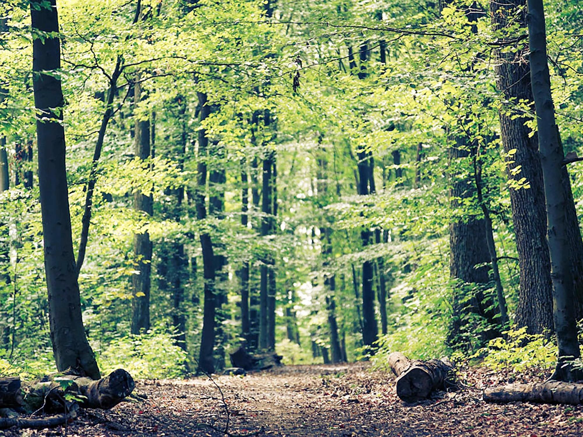 Фото Ibis Haguenau Strasbourg Nord