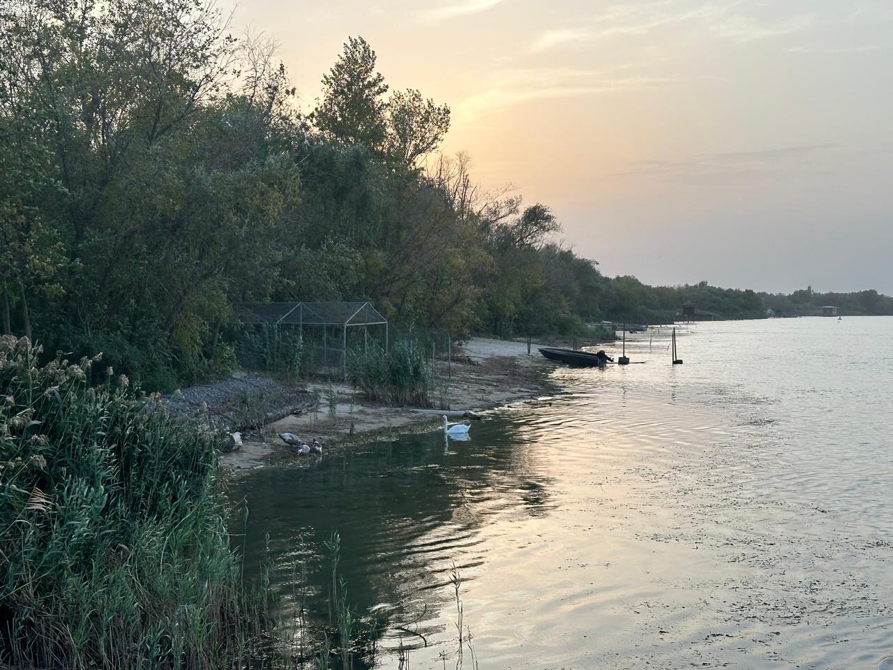 Фото Фазаново