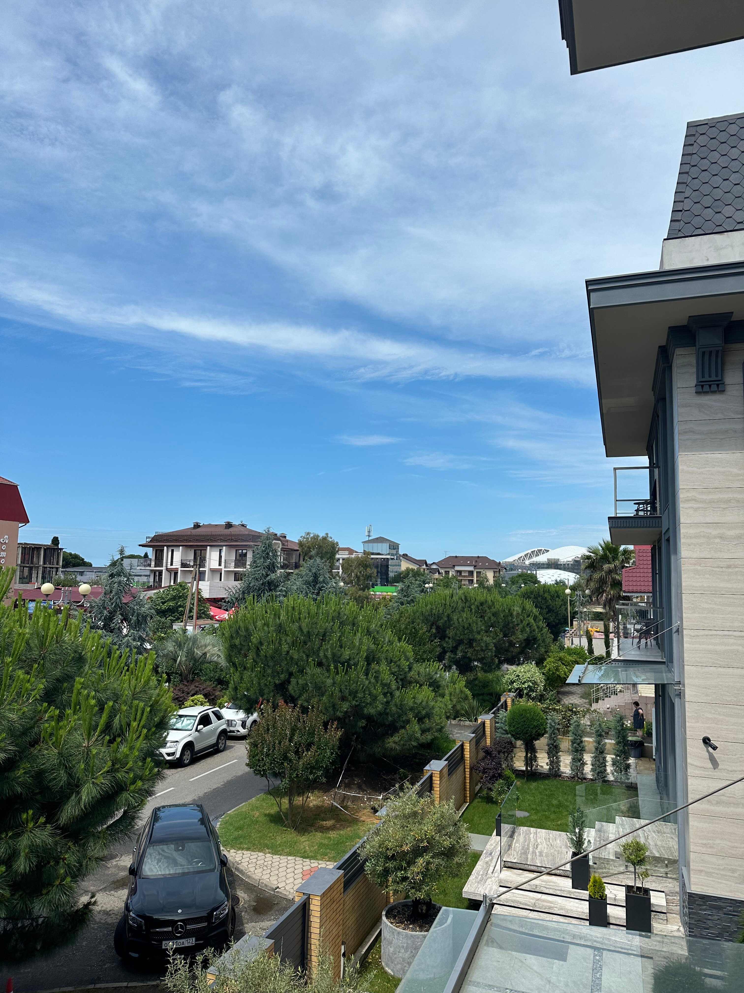 Фото Две оливы