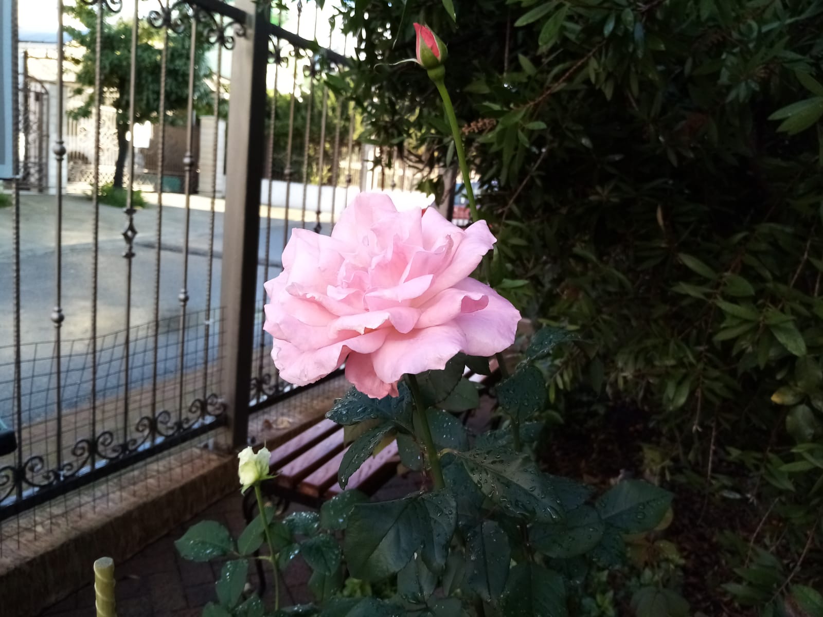 Фото Зелёный попугай