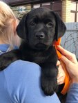 Vikilab (Lenina Street, 63), animal nursery